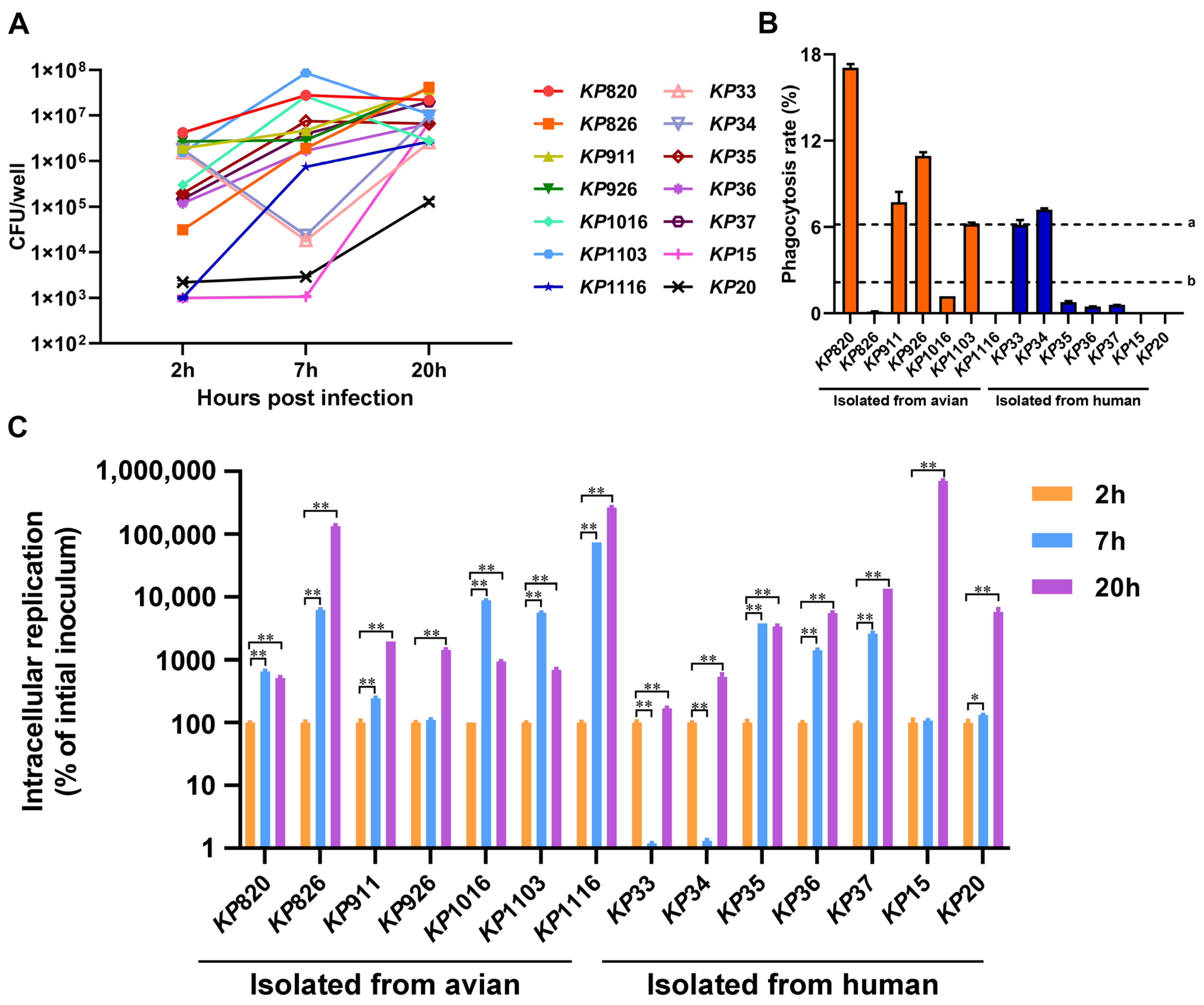 Vetsci 12 00628 g005