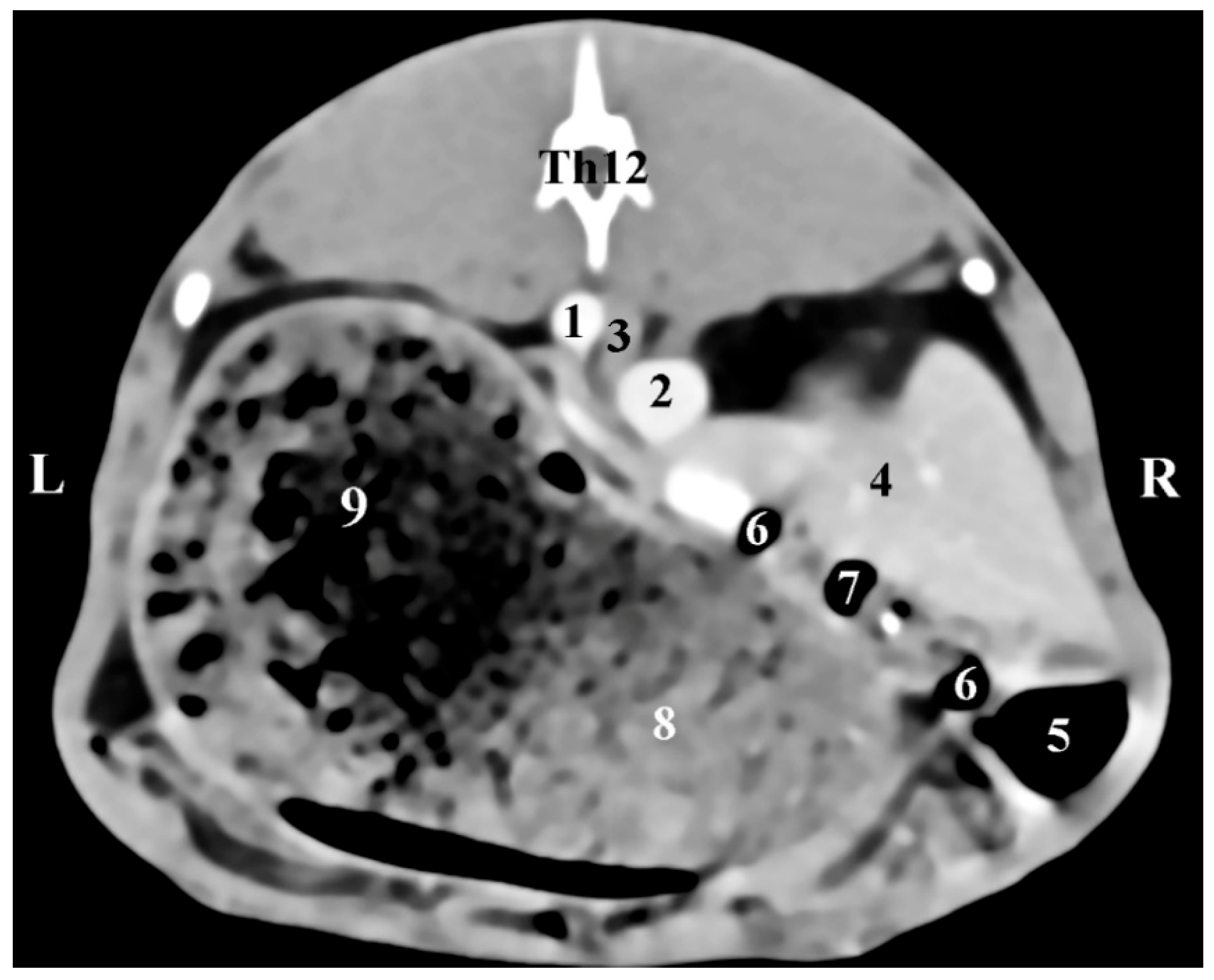 Vetsci 12 00632 g001
