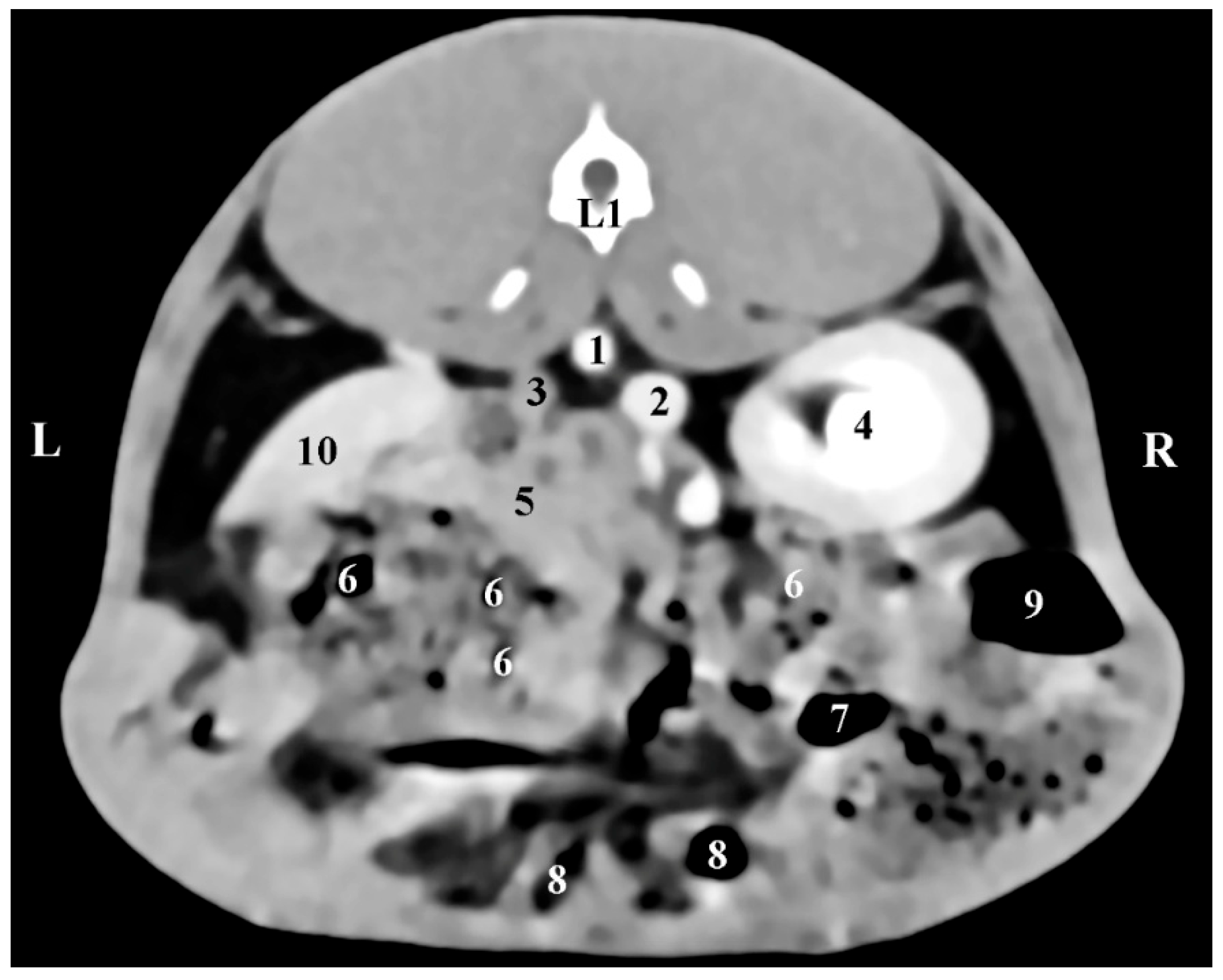Vetsci 12 00632 g002