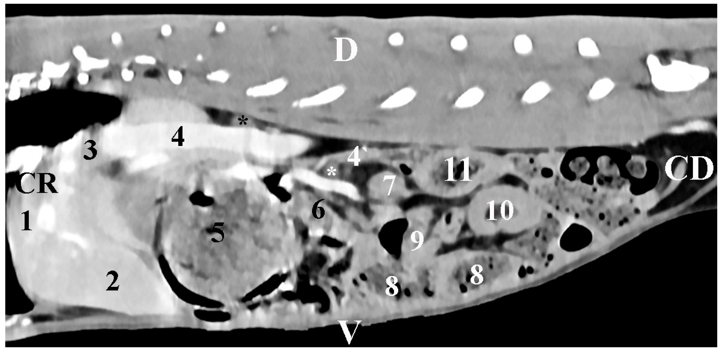 Vetsci 12 00632 g003
