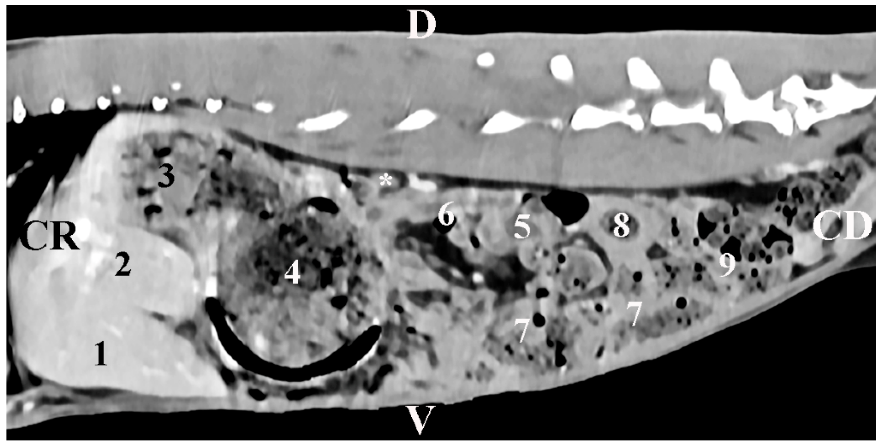 Vetsci 12 00632 g004