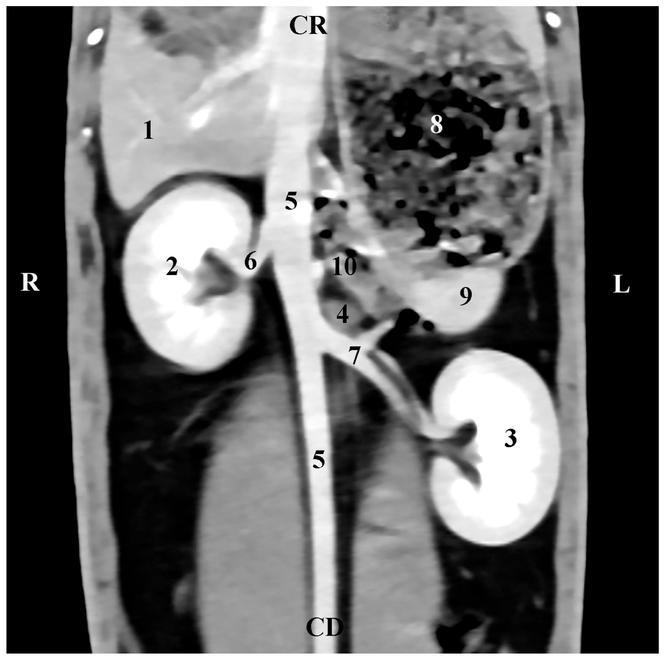 Vetsci 12 00632 g006