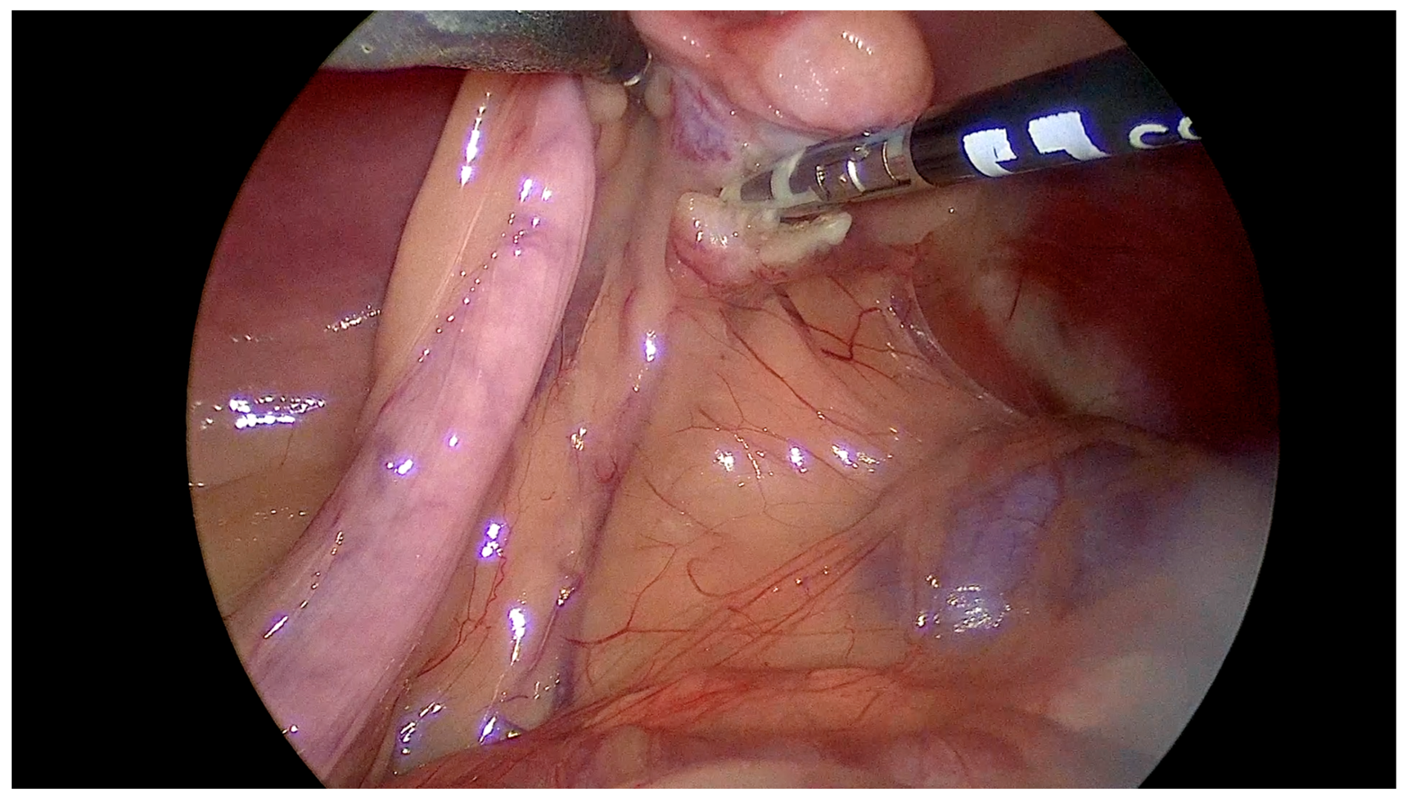 Vetsci 12 00639 g003