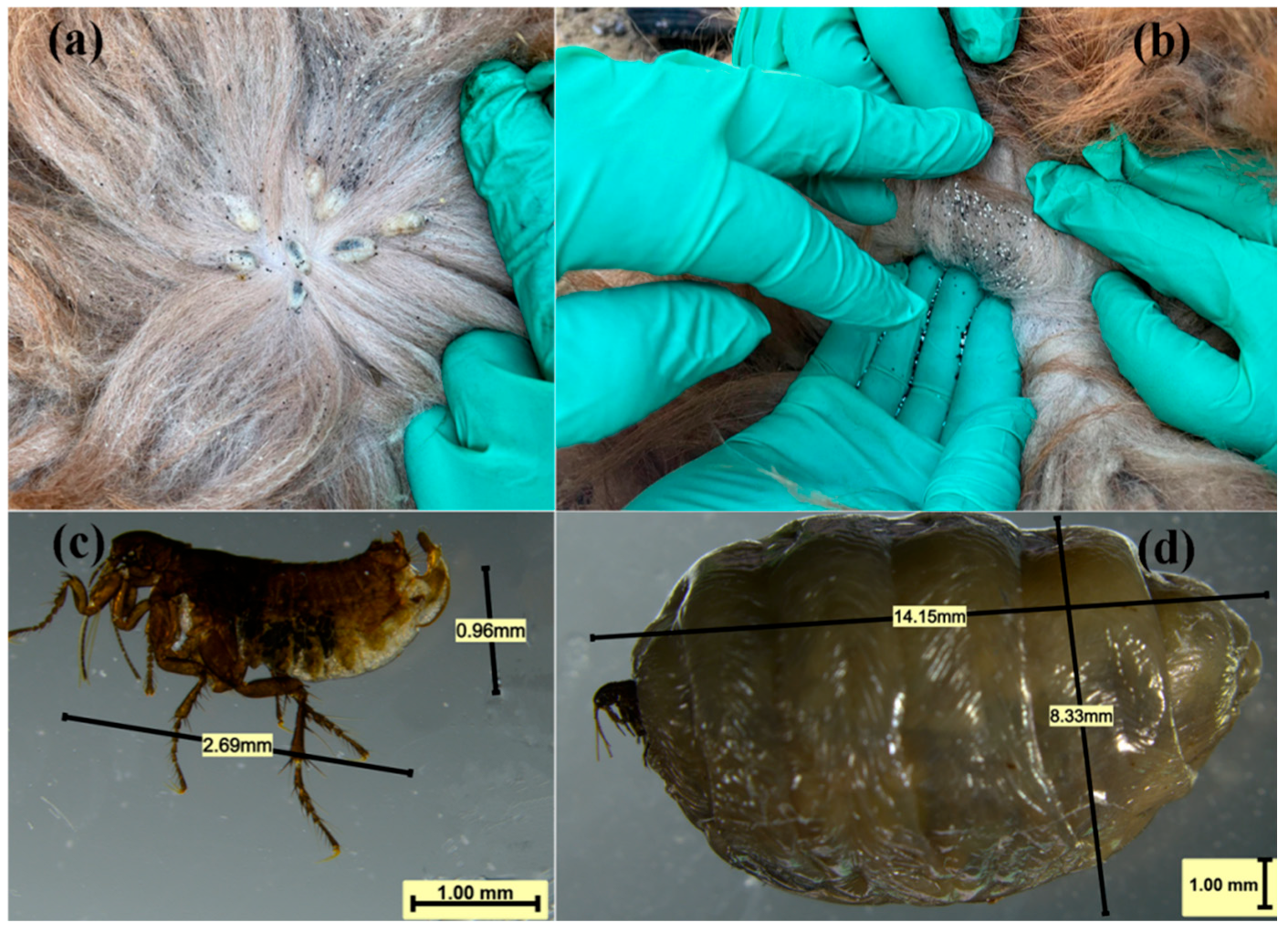 Vetsci 12 00641 g001