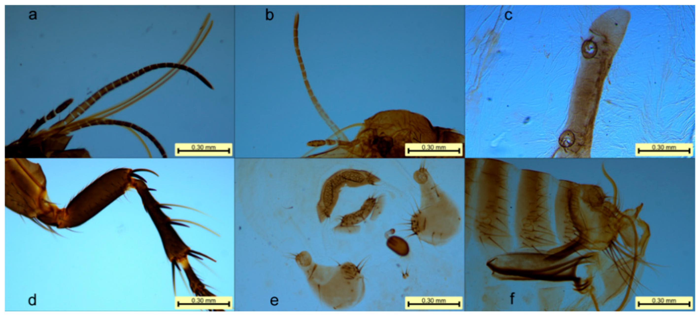 Vetsci 12 00641 g003
