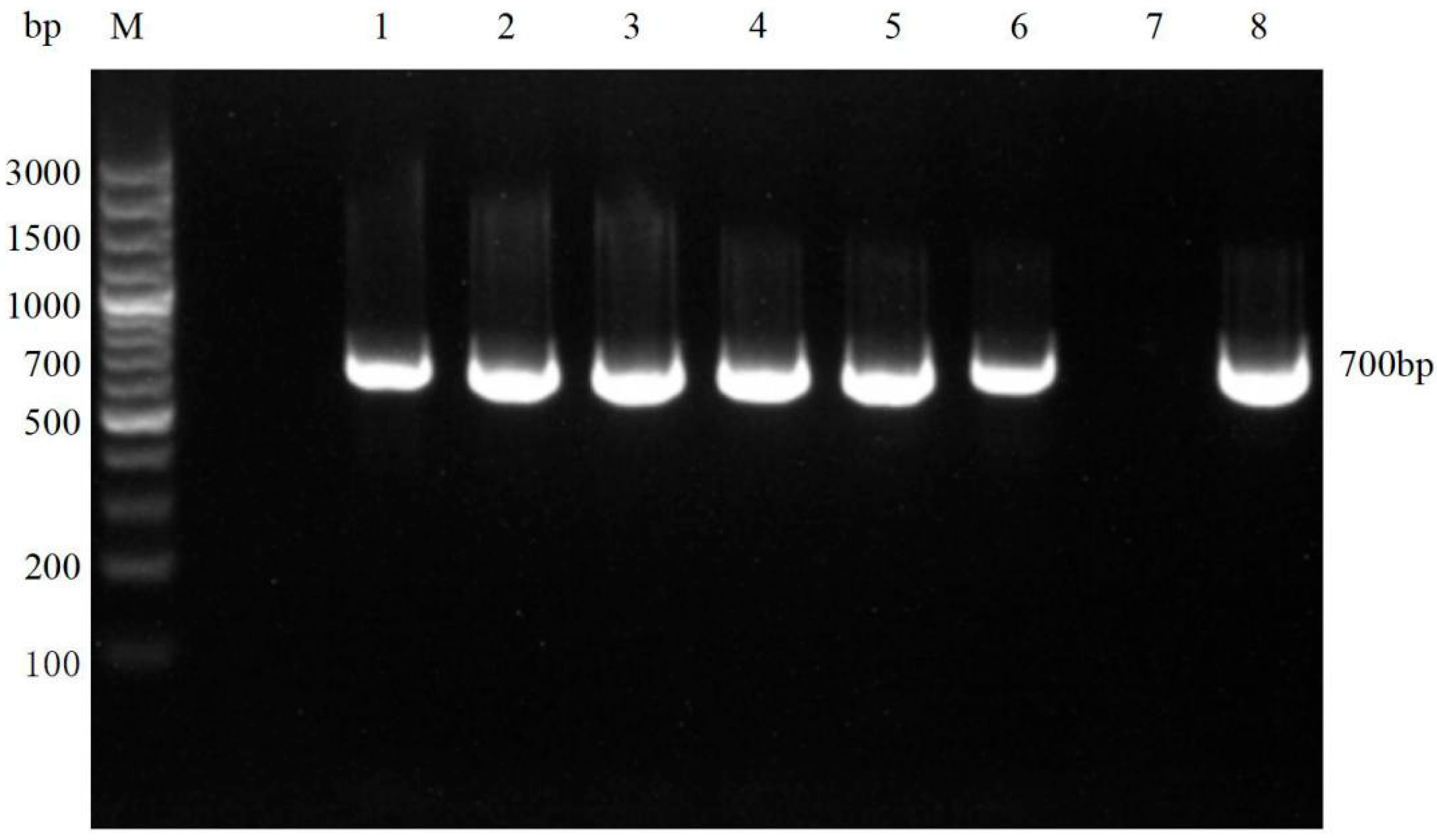 Vetsci 12 00641 g004