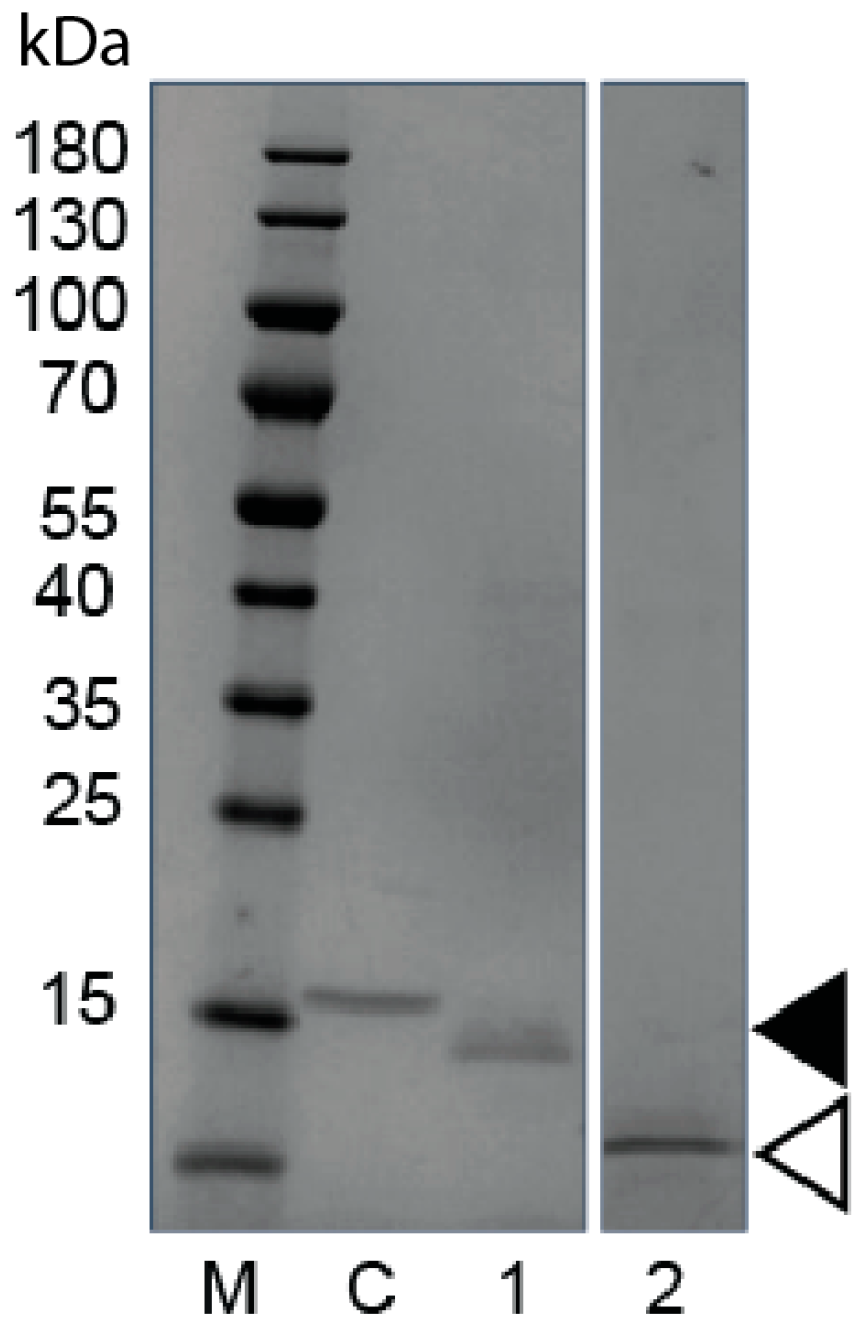 Vetsci 12 00649 g001