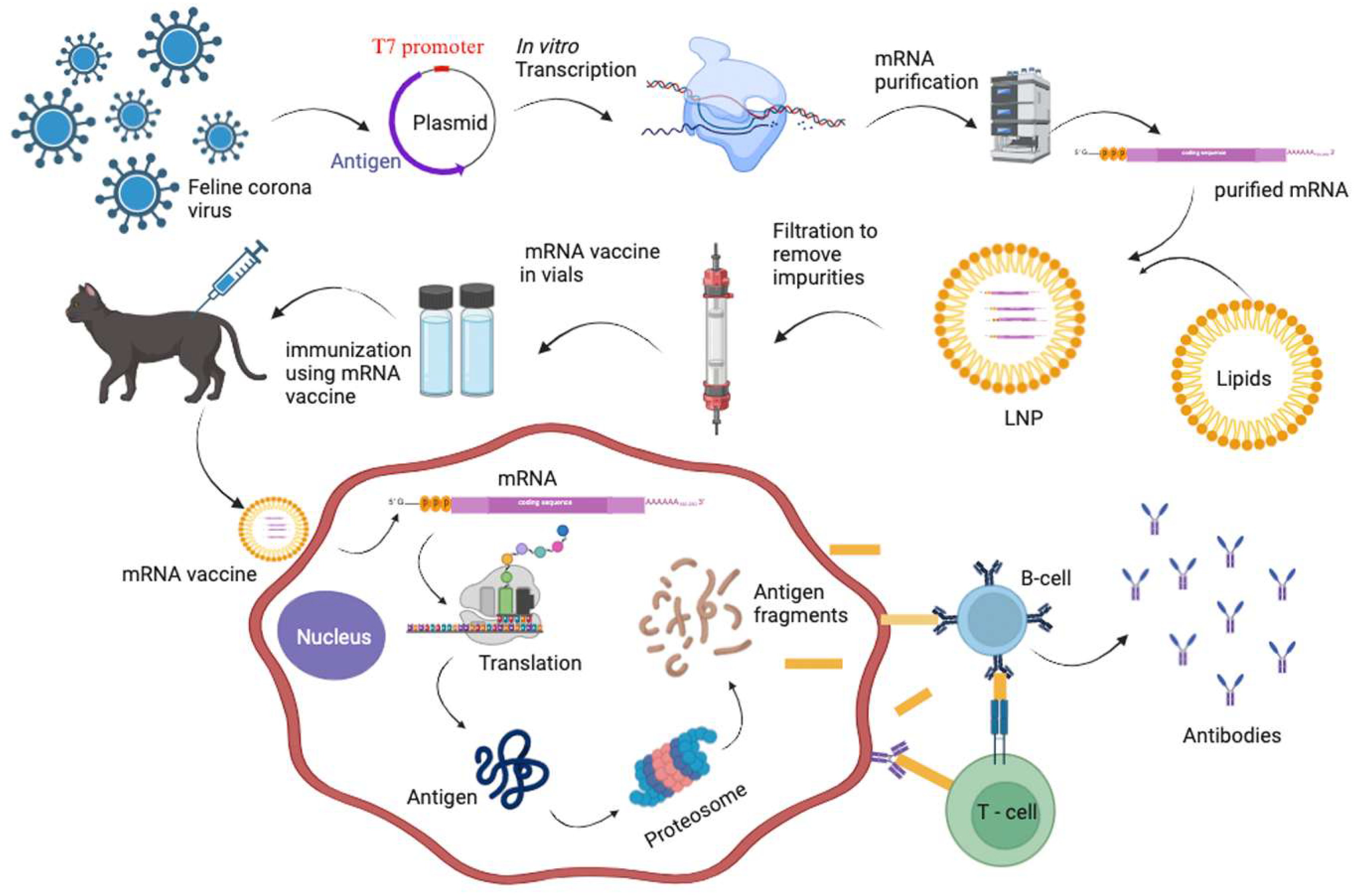 Vetsci 12 00650 g001