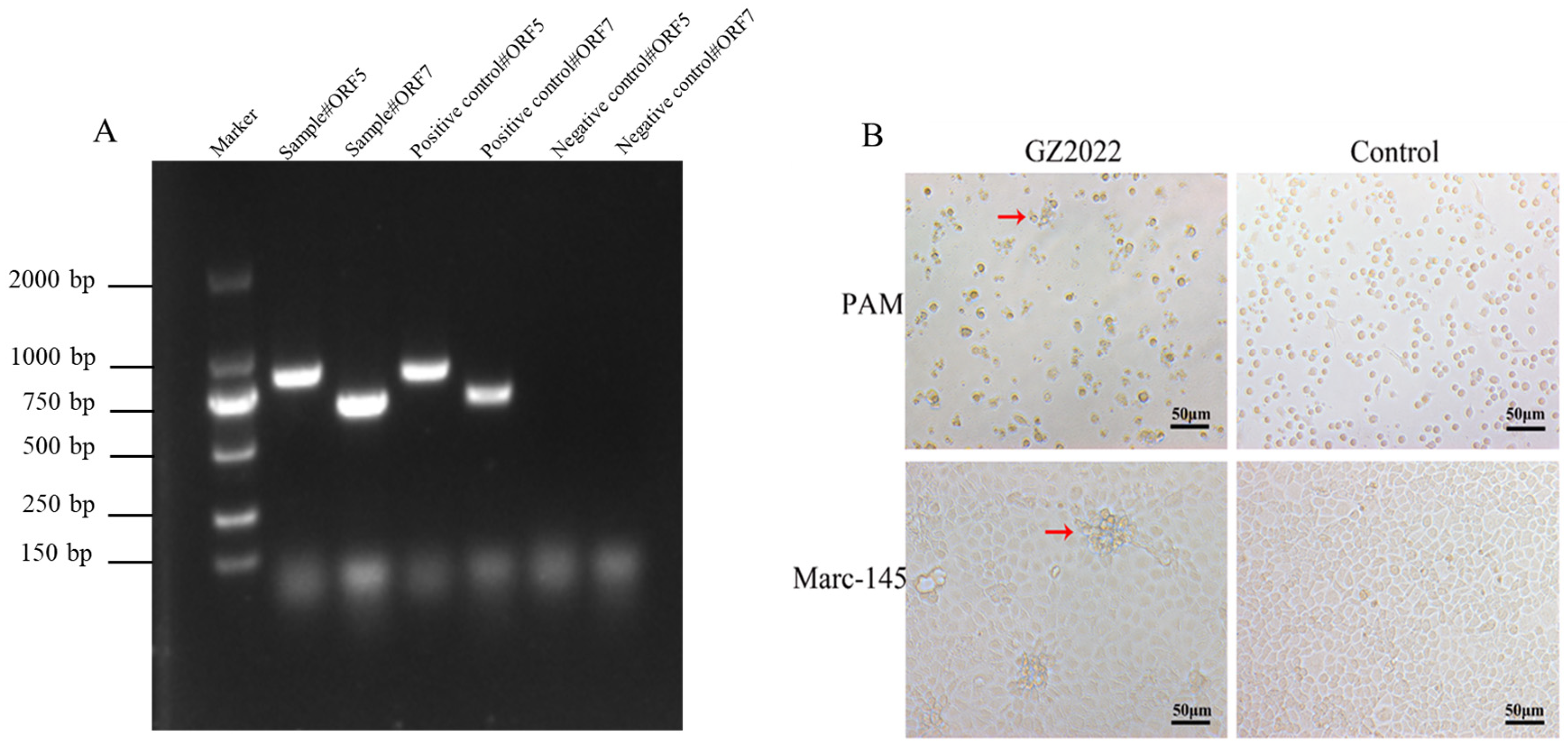 Vetsci 12 00651 g001