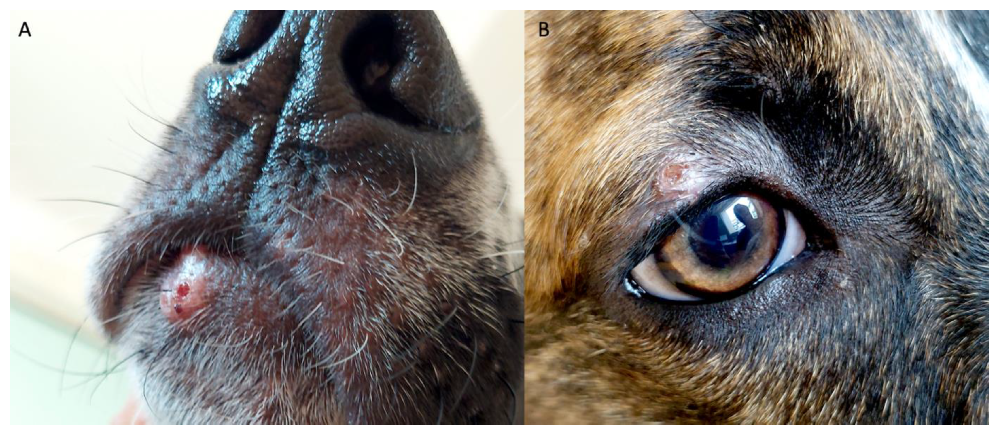 Vetsci 12 00653 g001