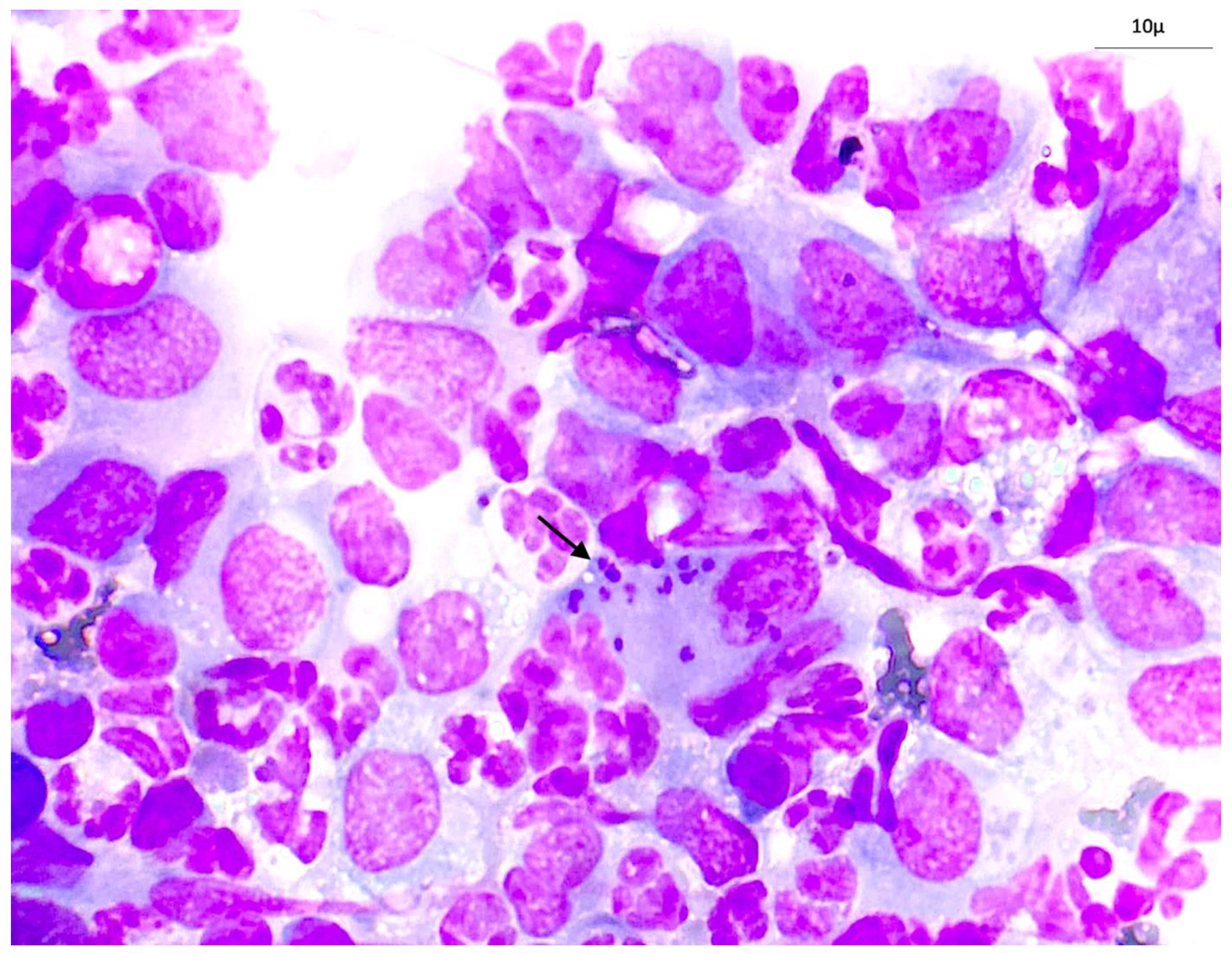 Vetsci 12 00653 g002