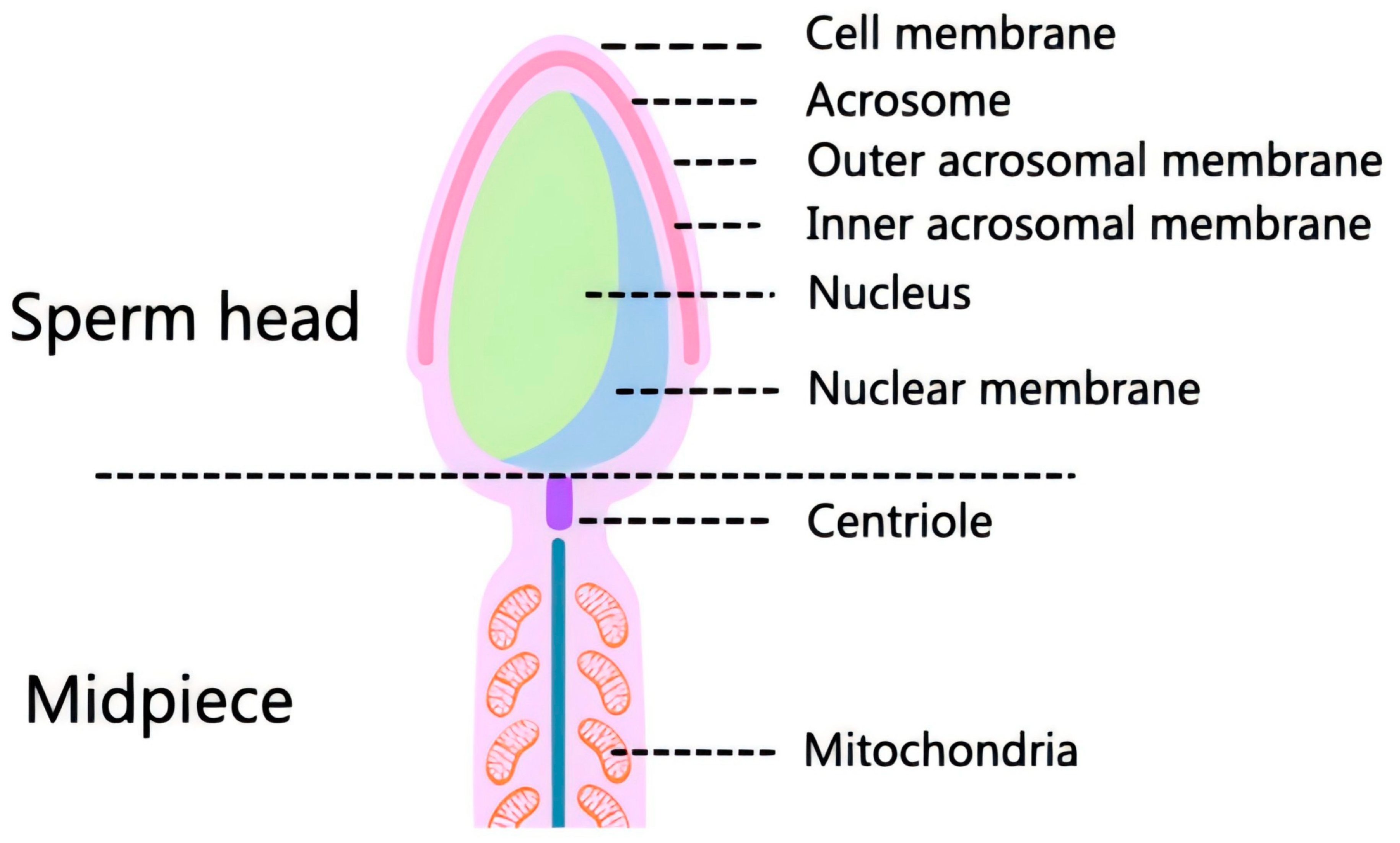 Vetsci 12 00658 g001