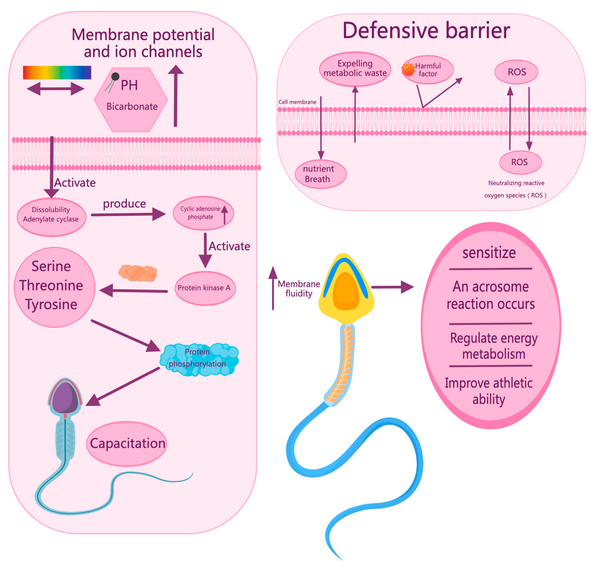 Vetsci 12 00658 g002
