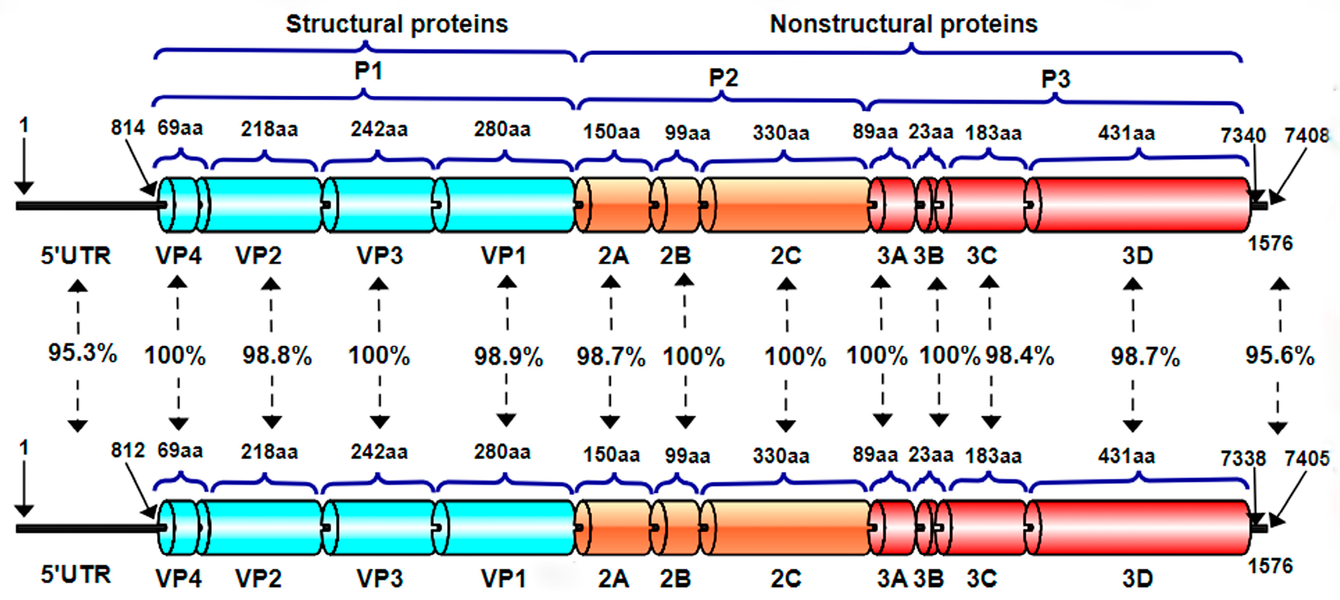 Vetsci 12 00660 g004