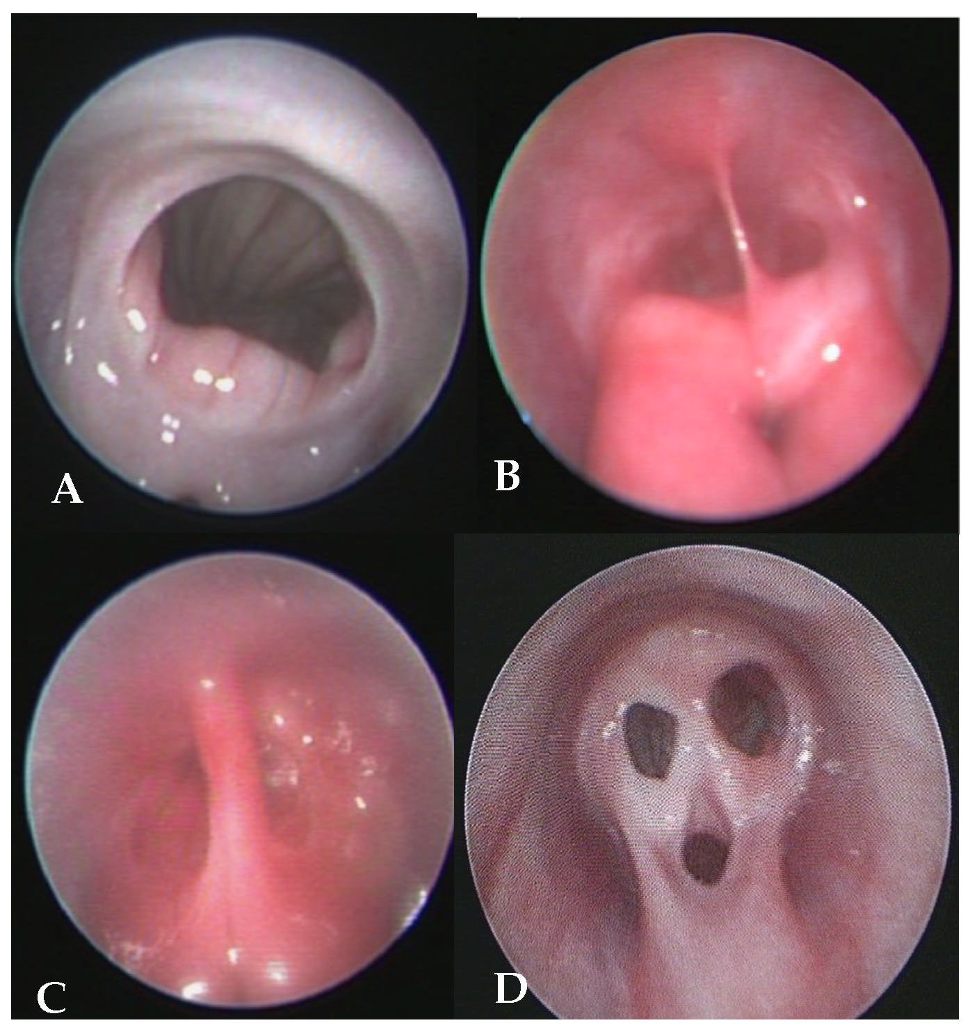 Vetsci 12 00663 g001