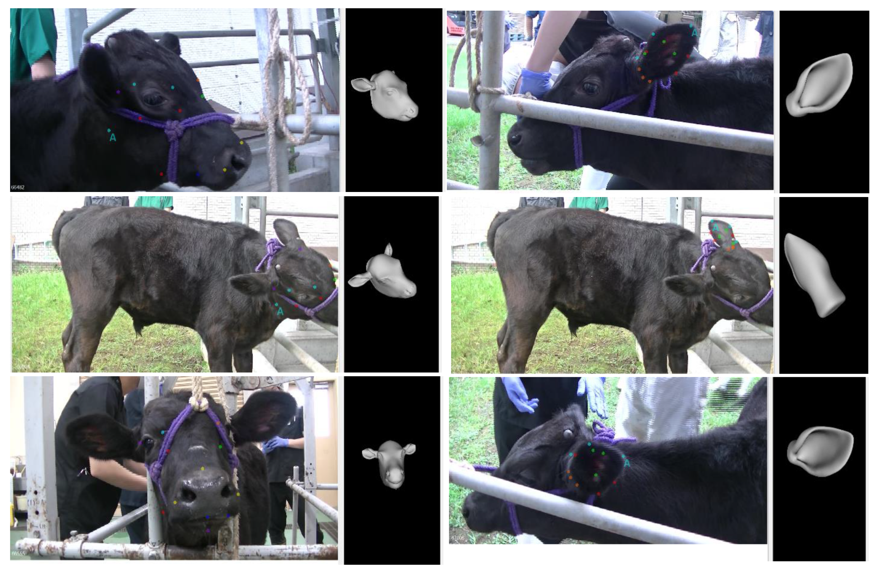 Vetsci 12 00664 g007