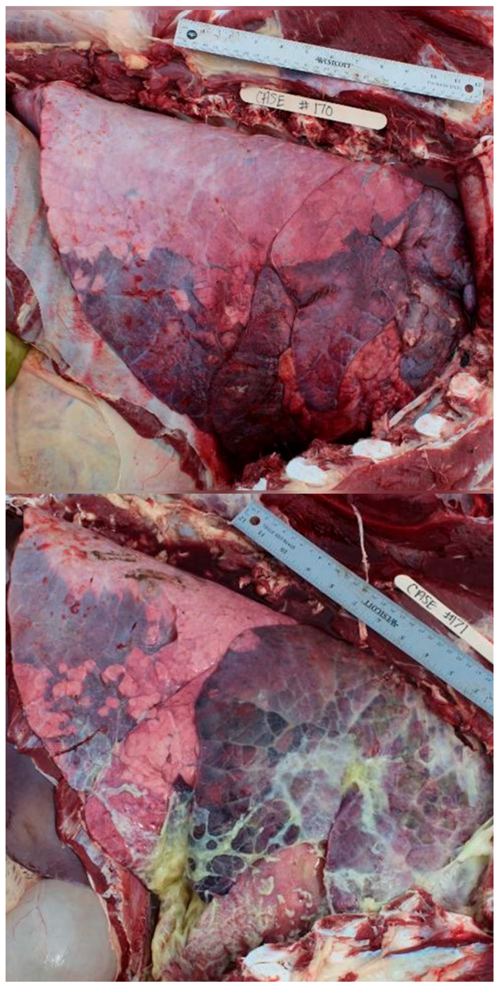 Vetsci 12 00666 g002