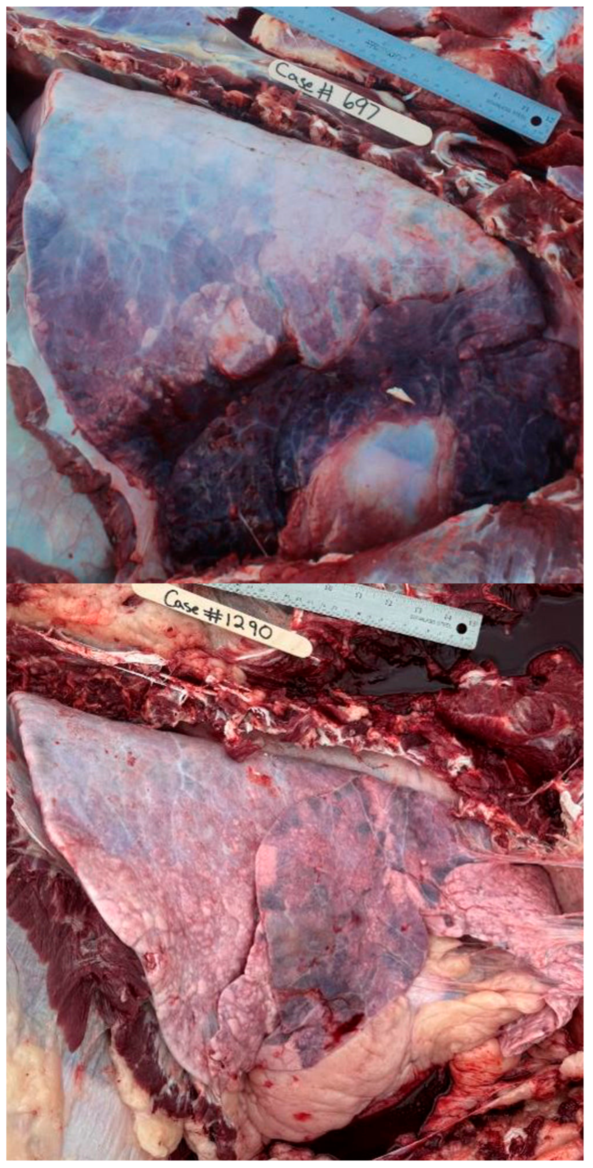 Vetsci 12 00666 g003