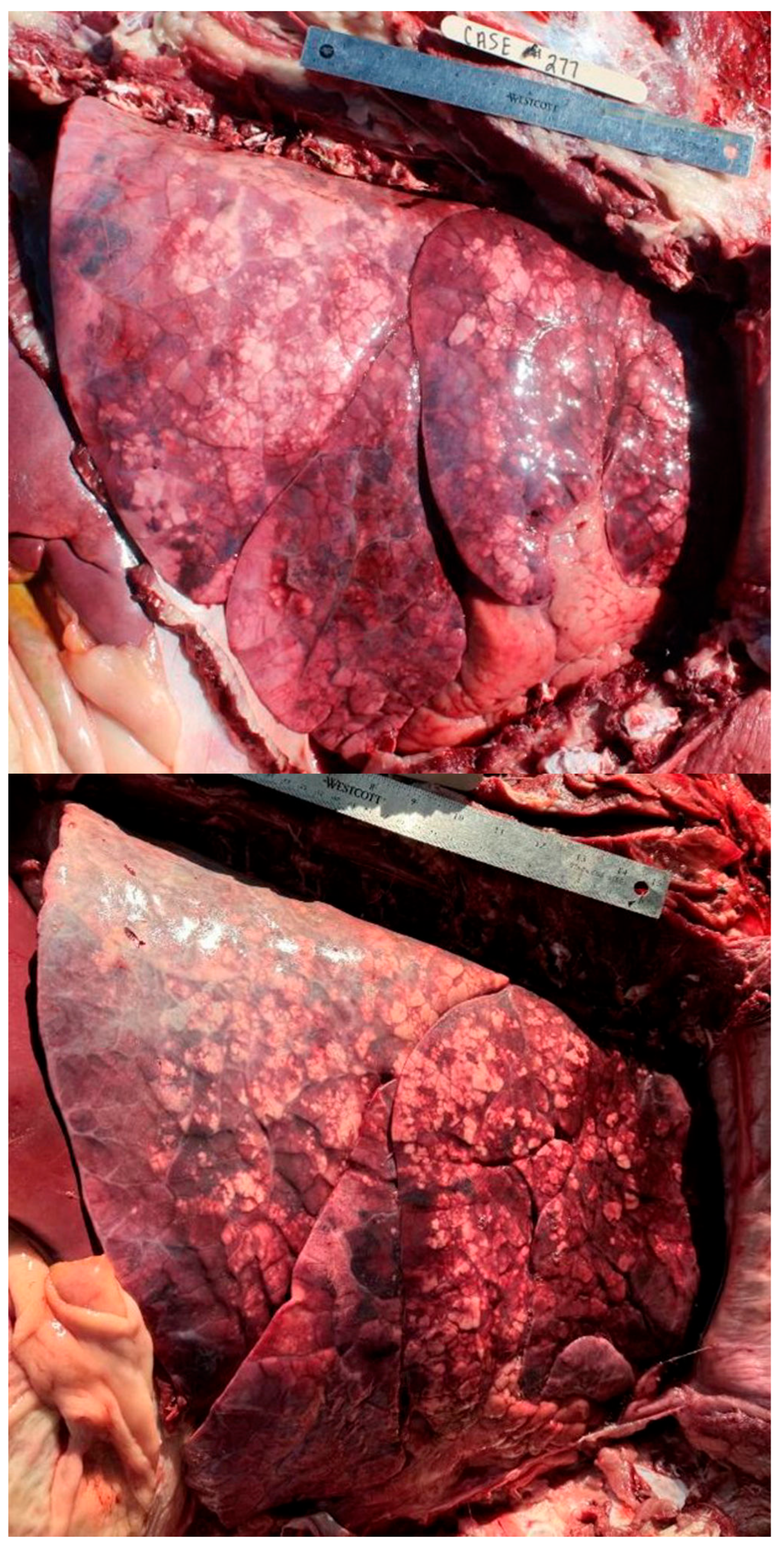 Vetsci 12 00666 g004