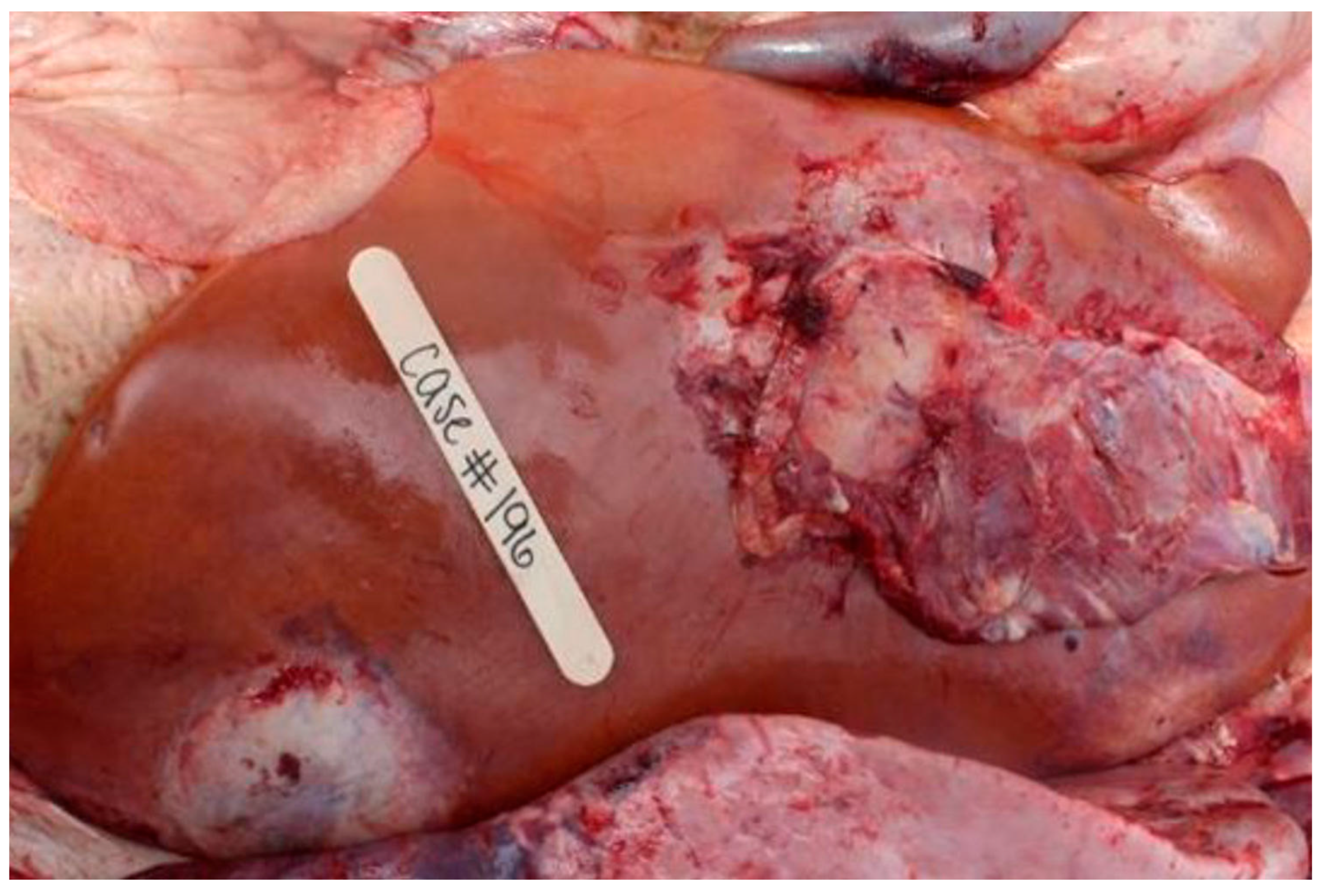 Vetsci 12 00666 g006a