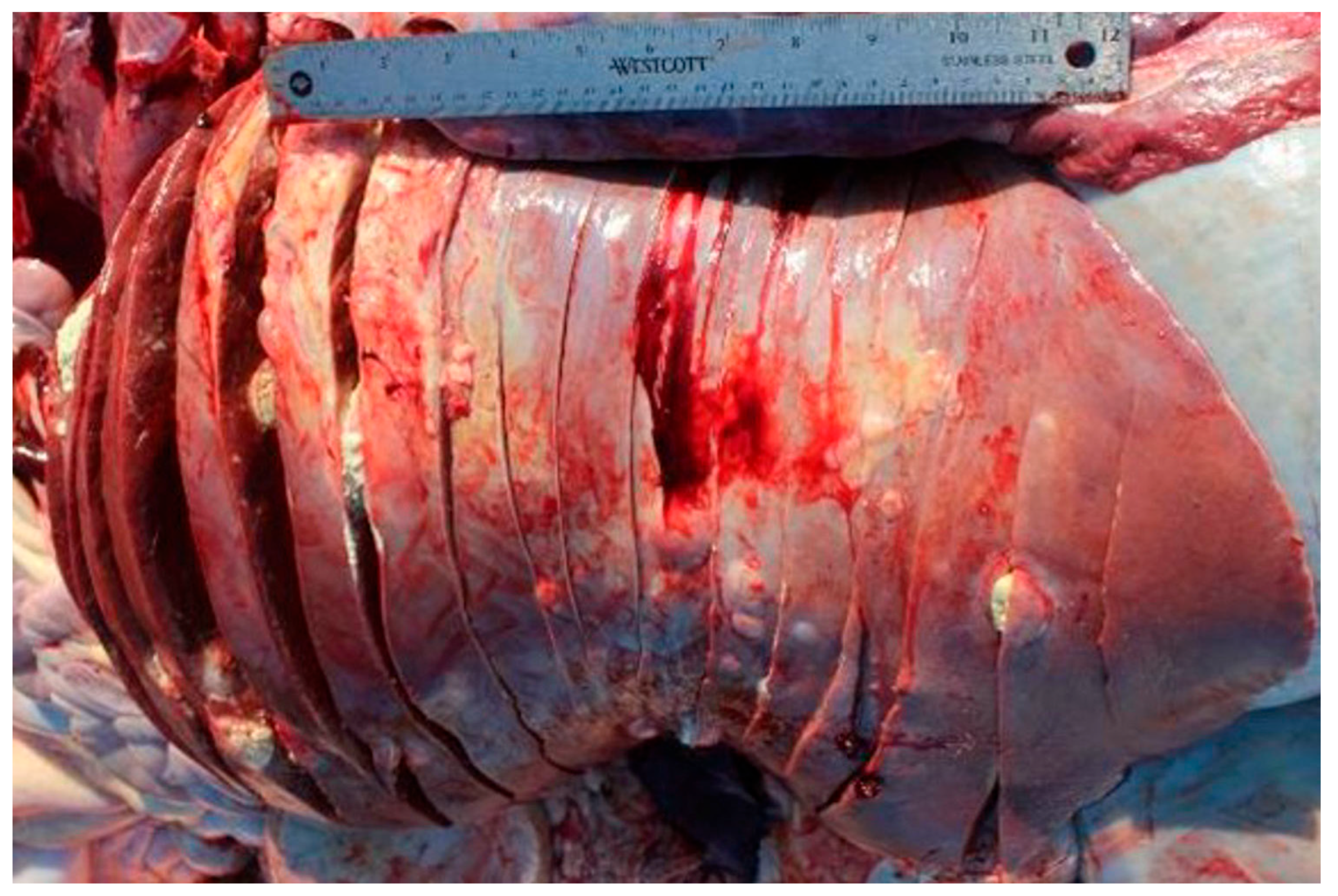 Vetsci 12 00666 g006b