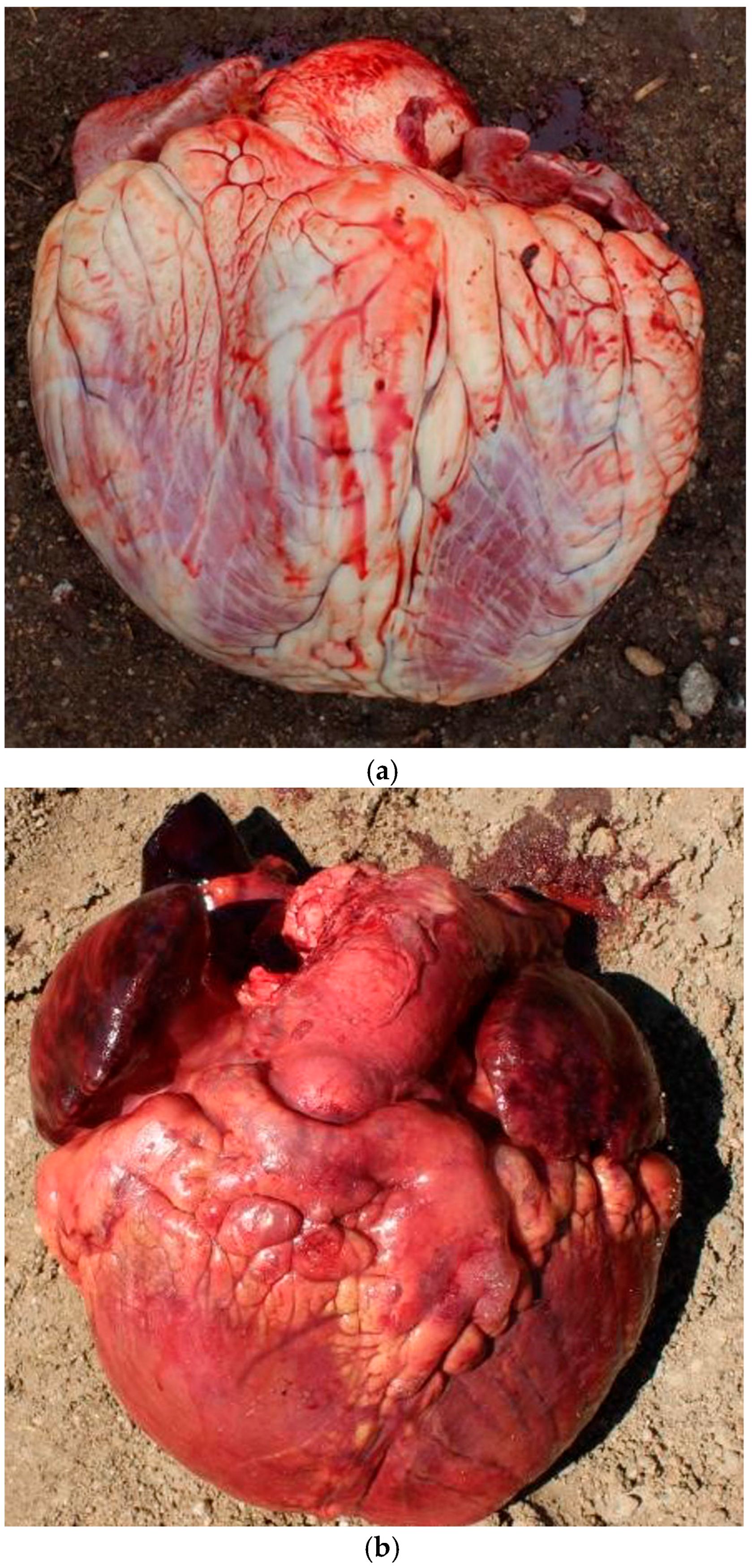 Vetsci 12 00666 g007a