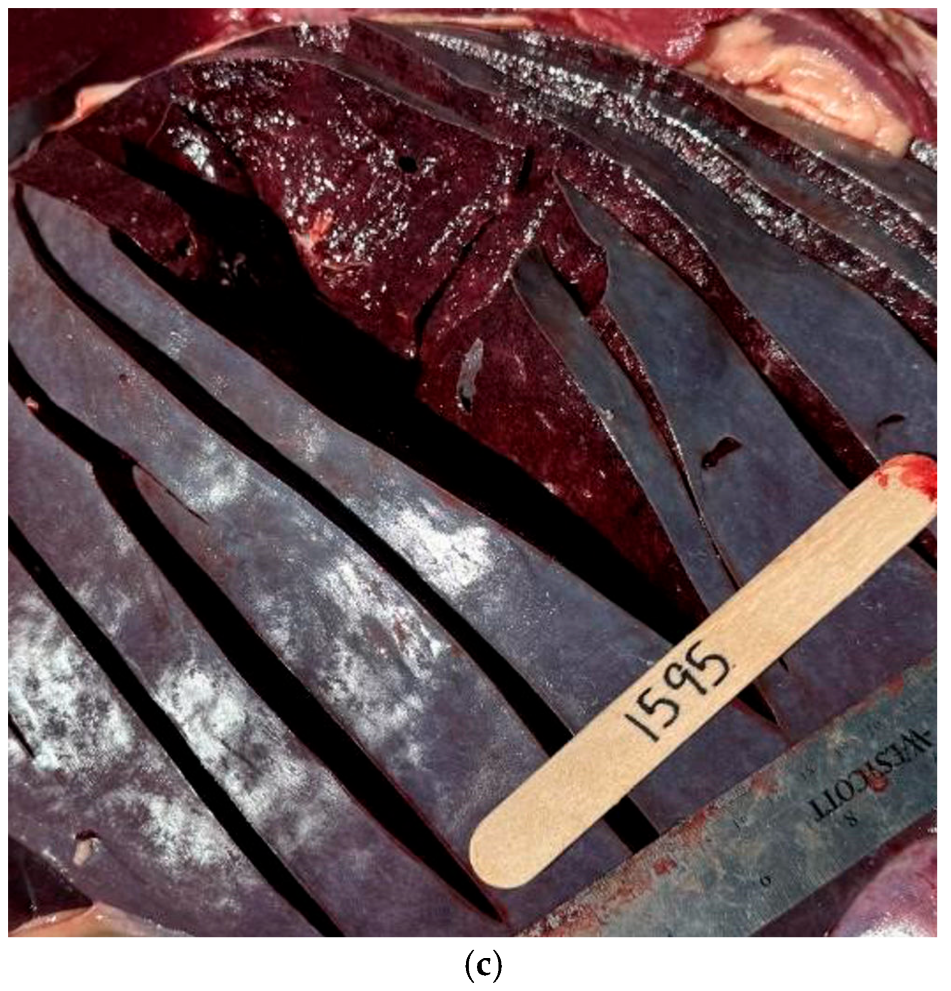 Vetsci 12 00666 g007b