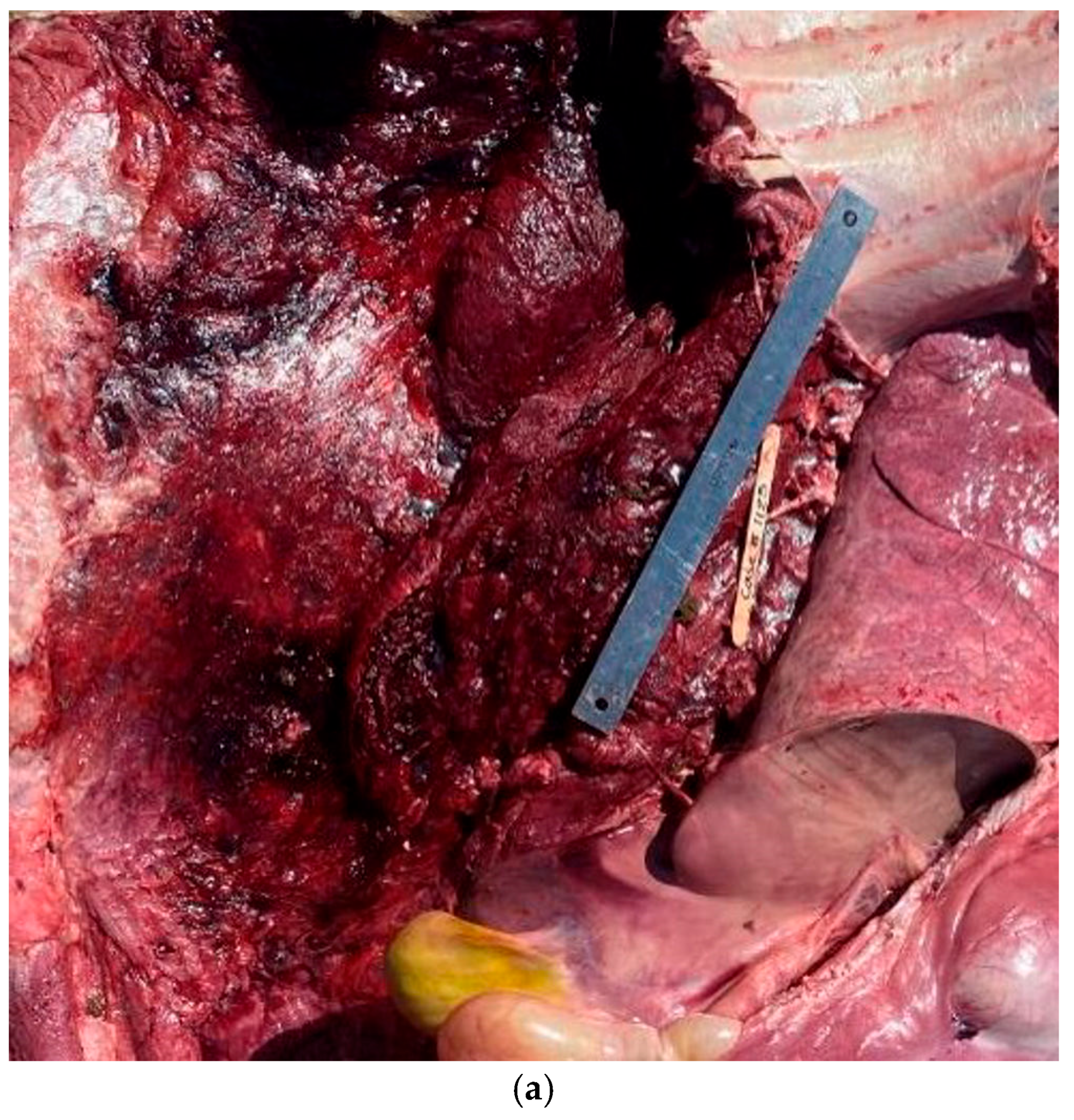 Vetsci 12 00666 g008a