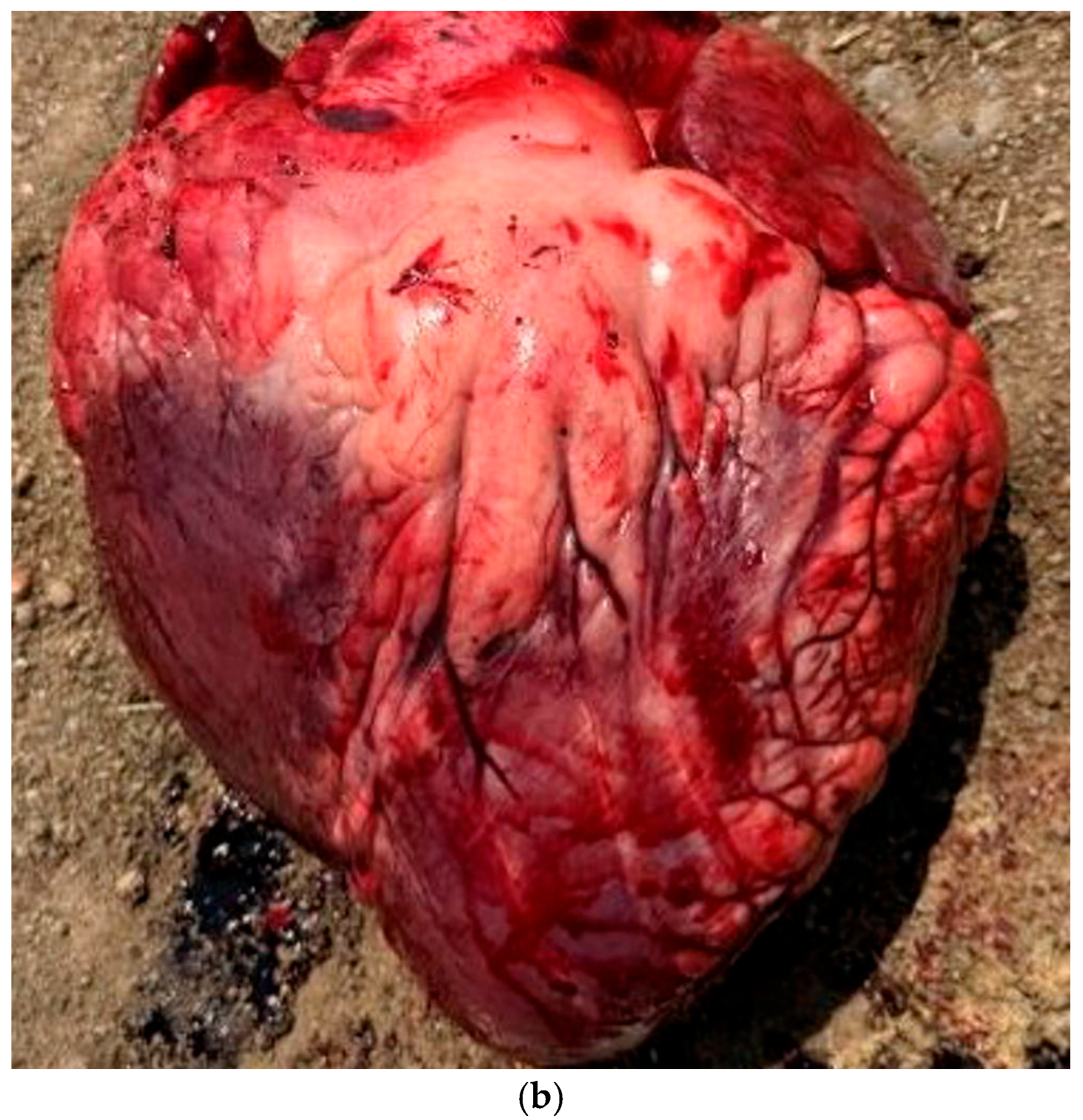 Vetsci 12 00666 g008b