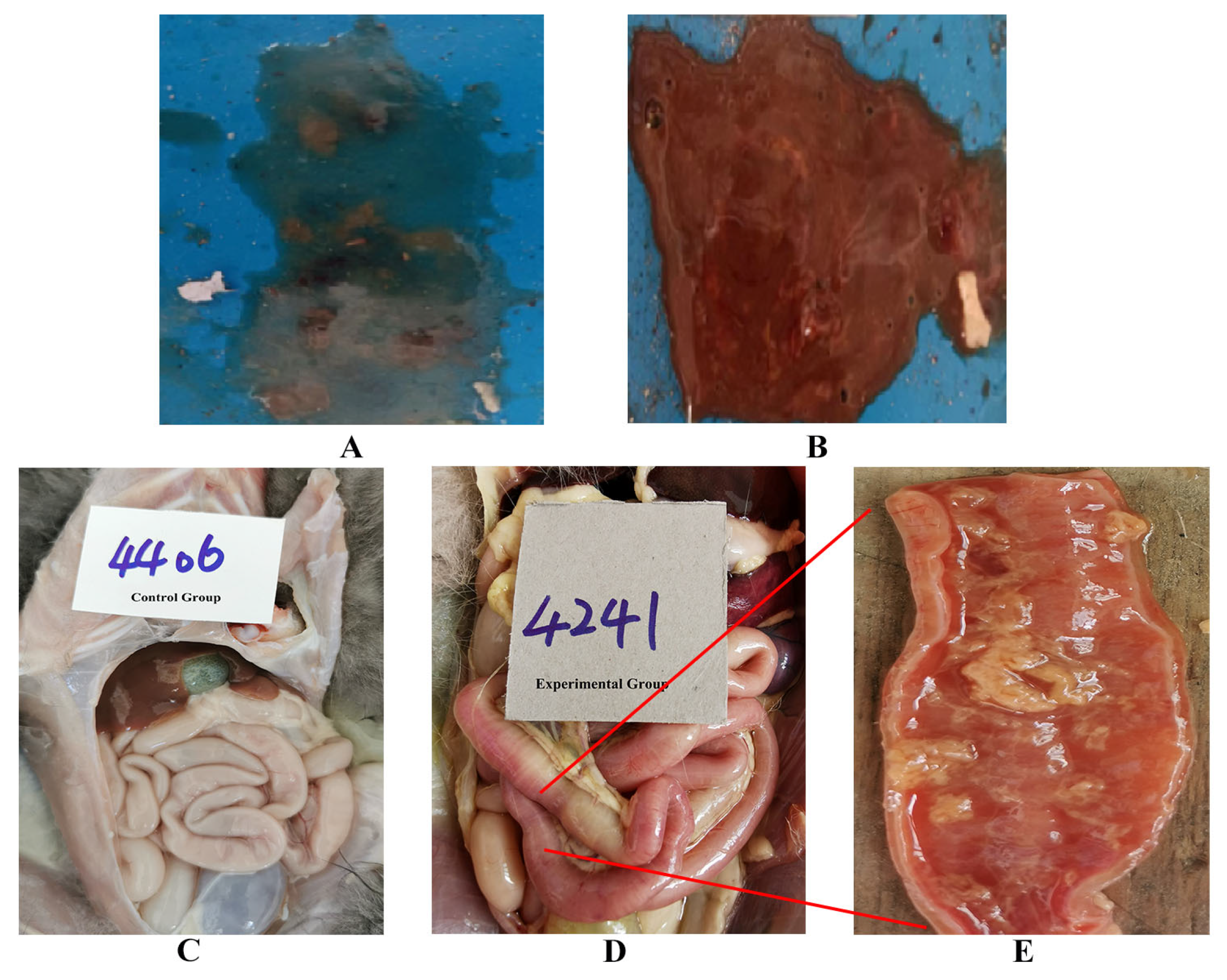 Vetsci 12 00668 g004