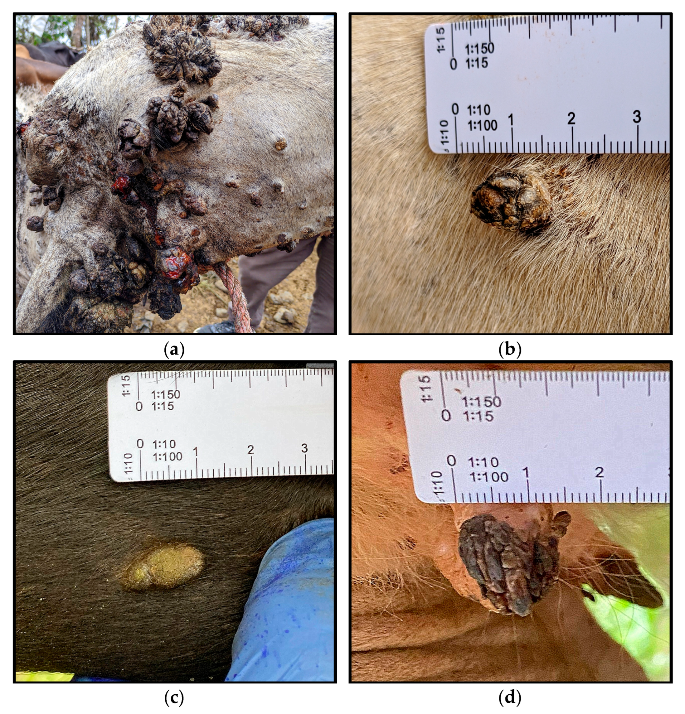 Vetsci 12 00672 g002a