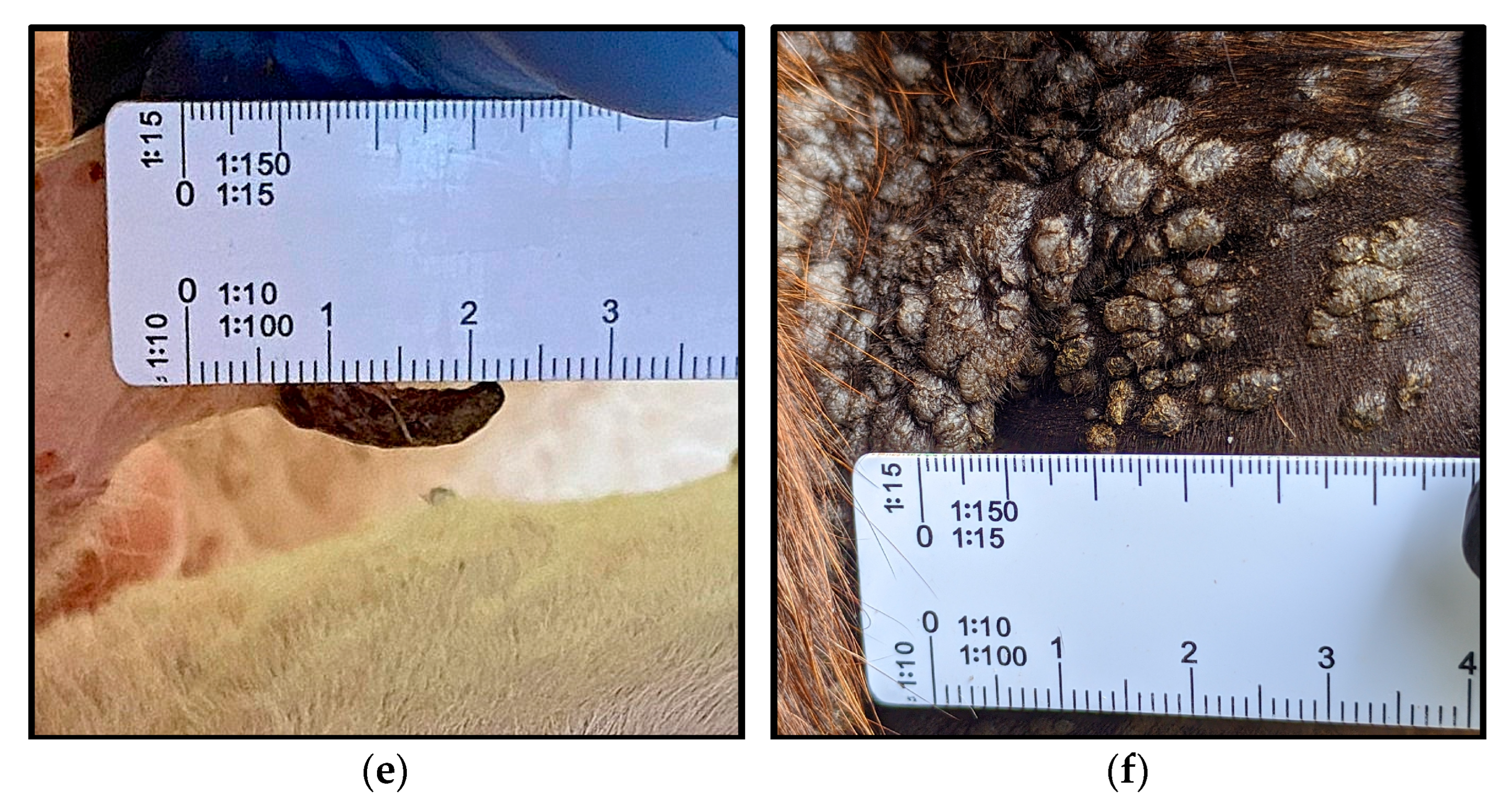 Vetsci 12 00672 g002b