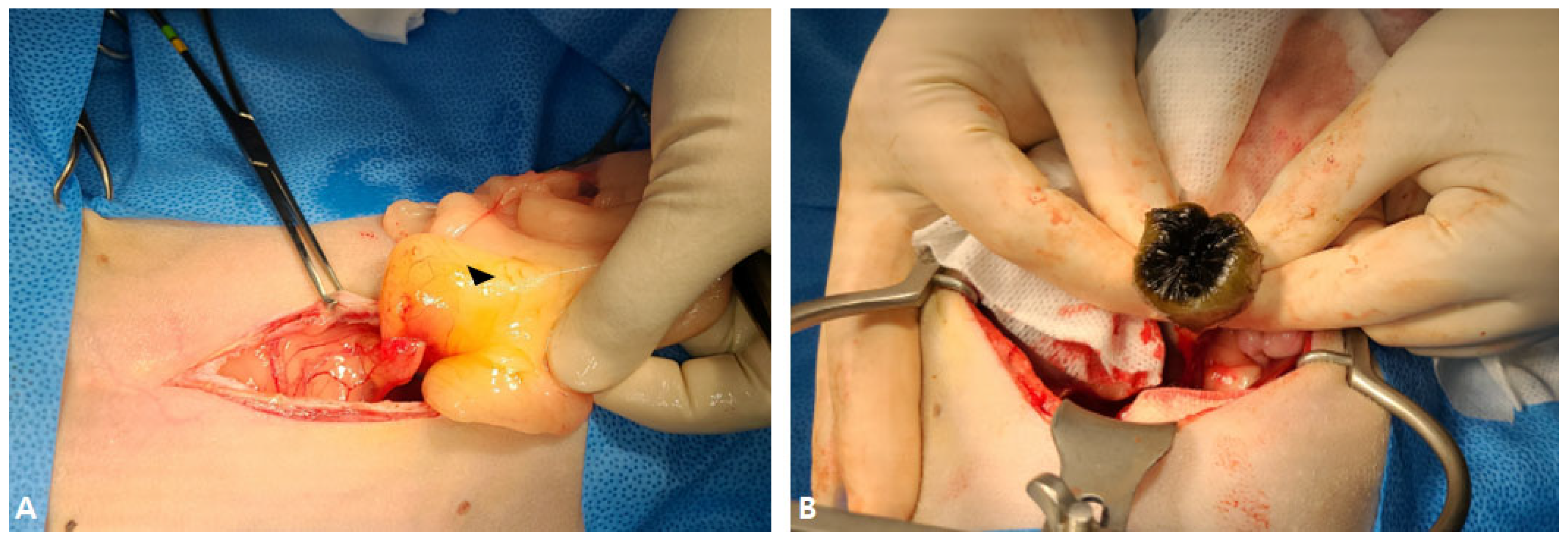 Vetsci 12 00673 g002