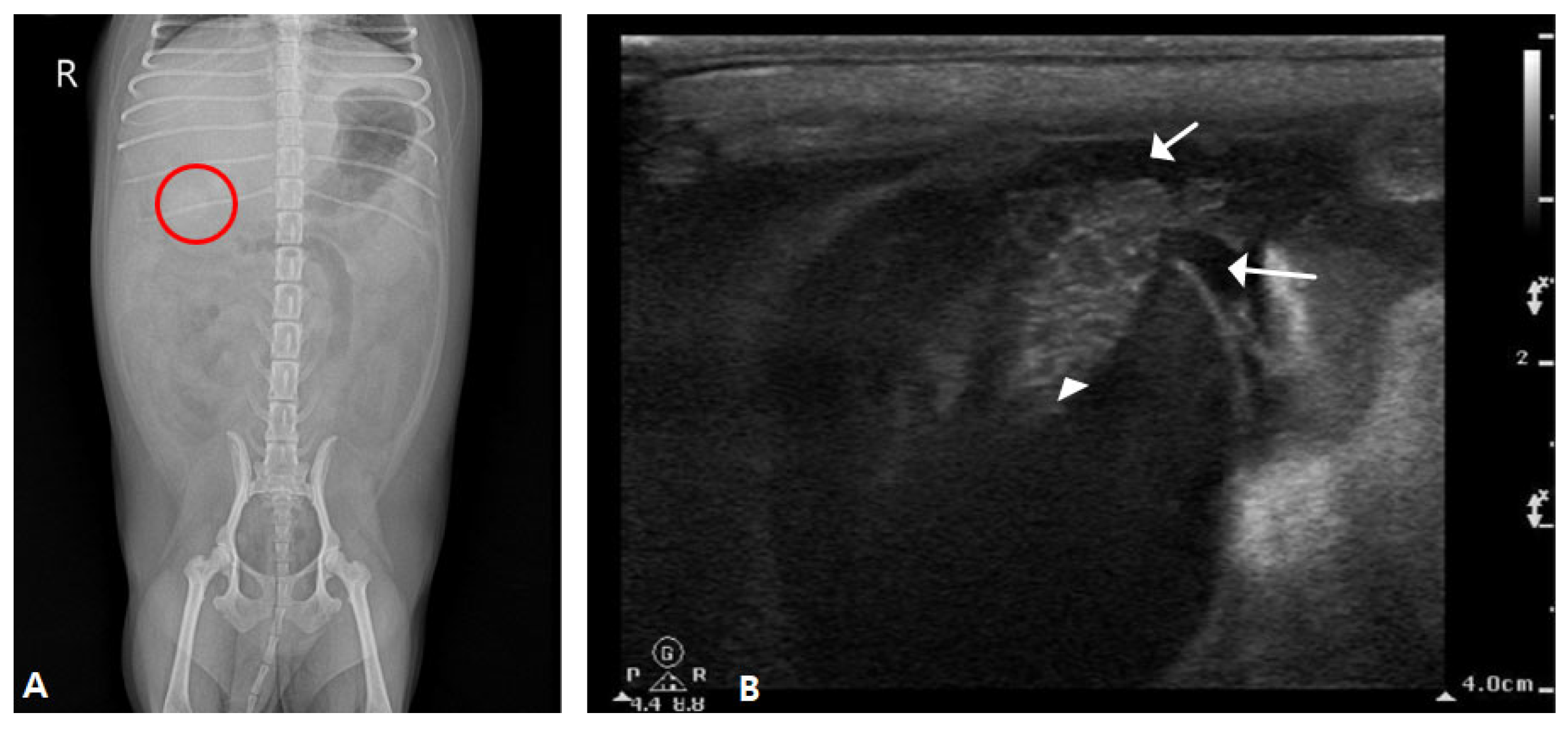 Vetsci 12 00673 g004