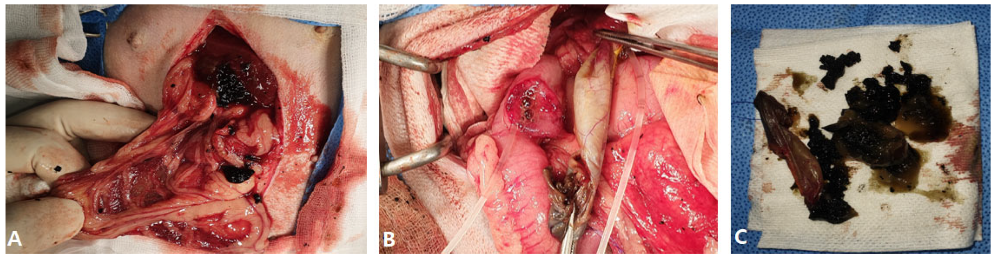 Vetsci 12 00673 g005