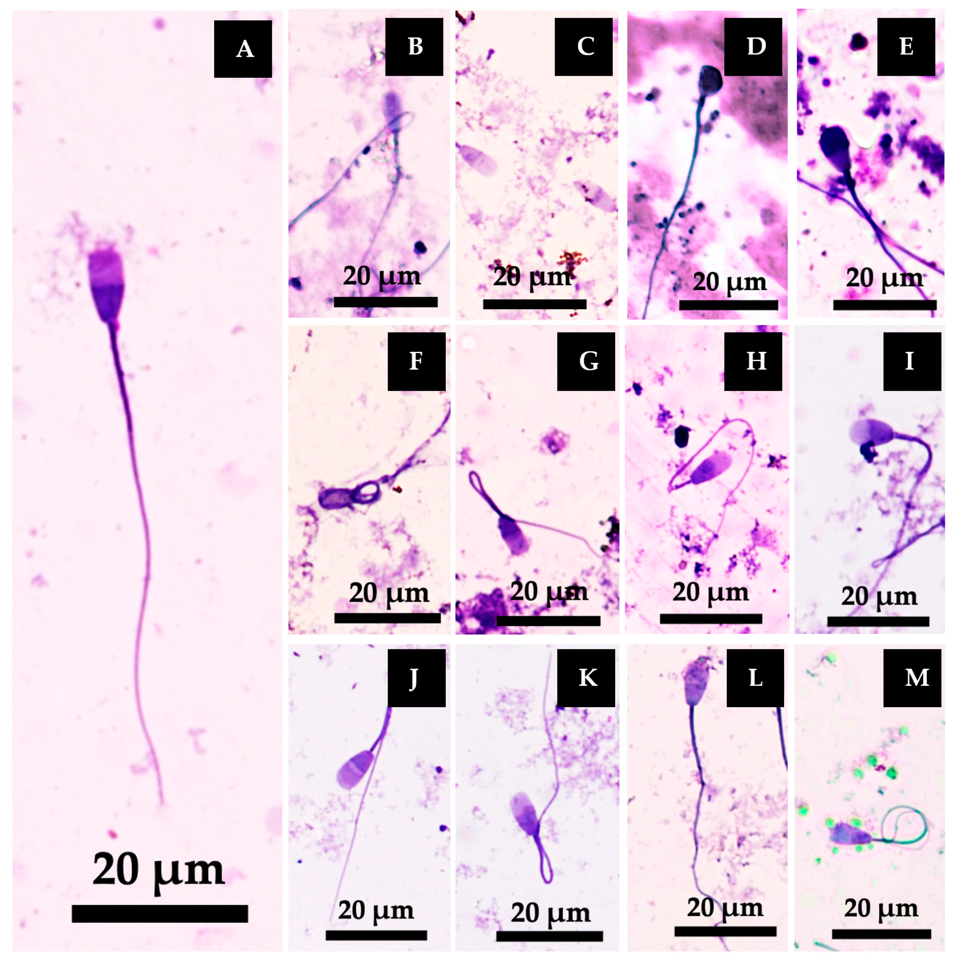 Vetsci 12 00674 g007