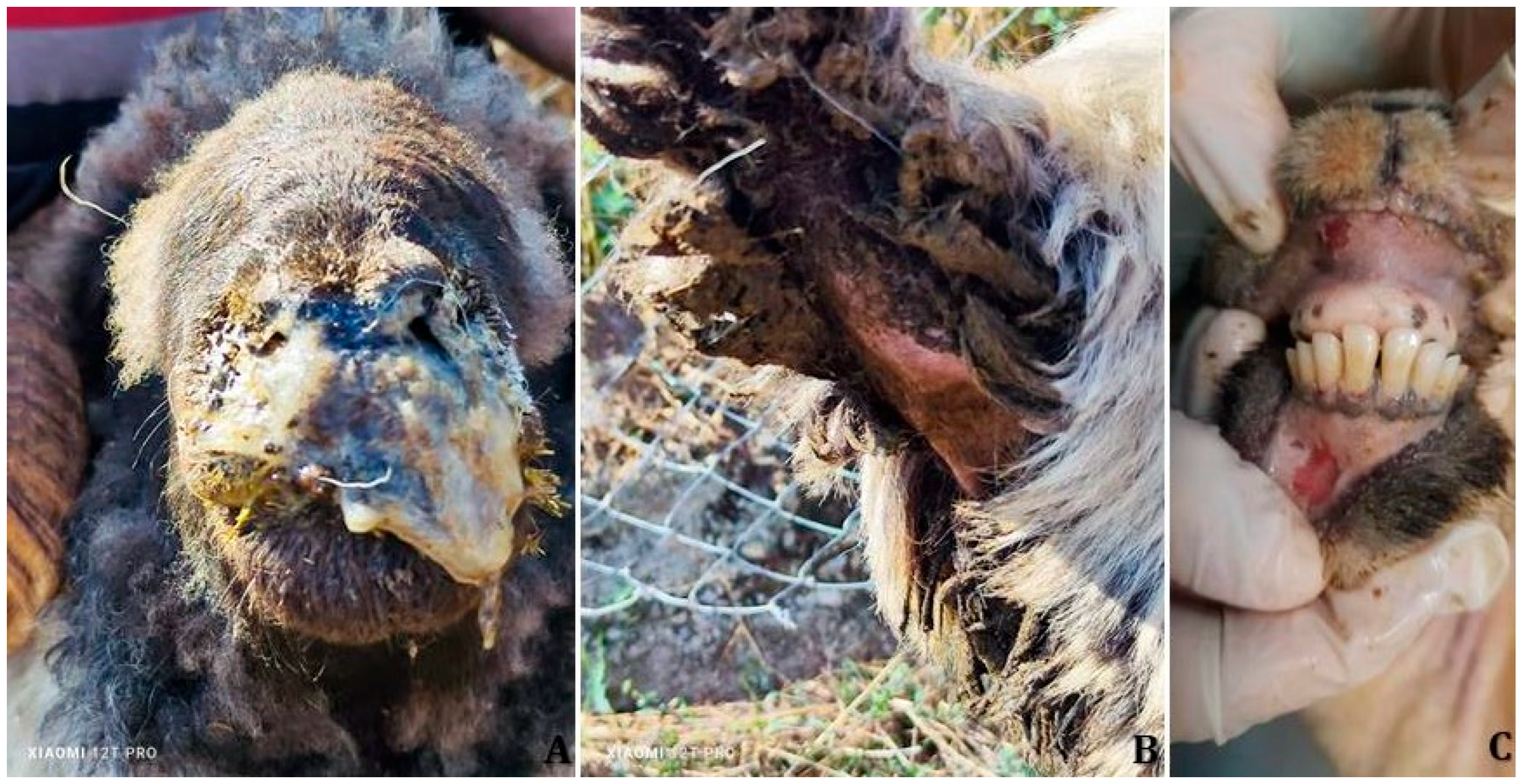 Vetsci 12 00679 g002