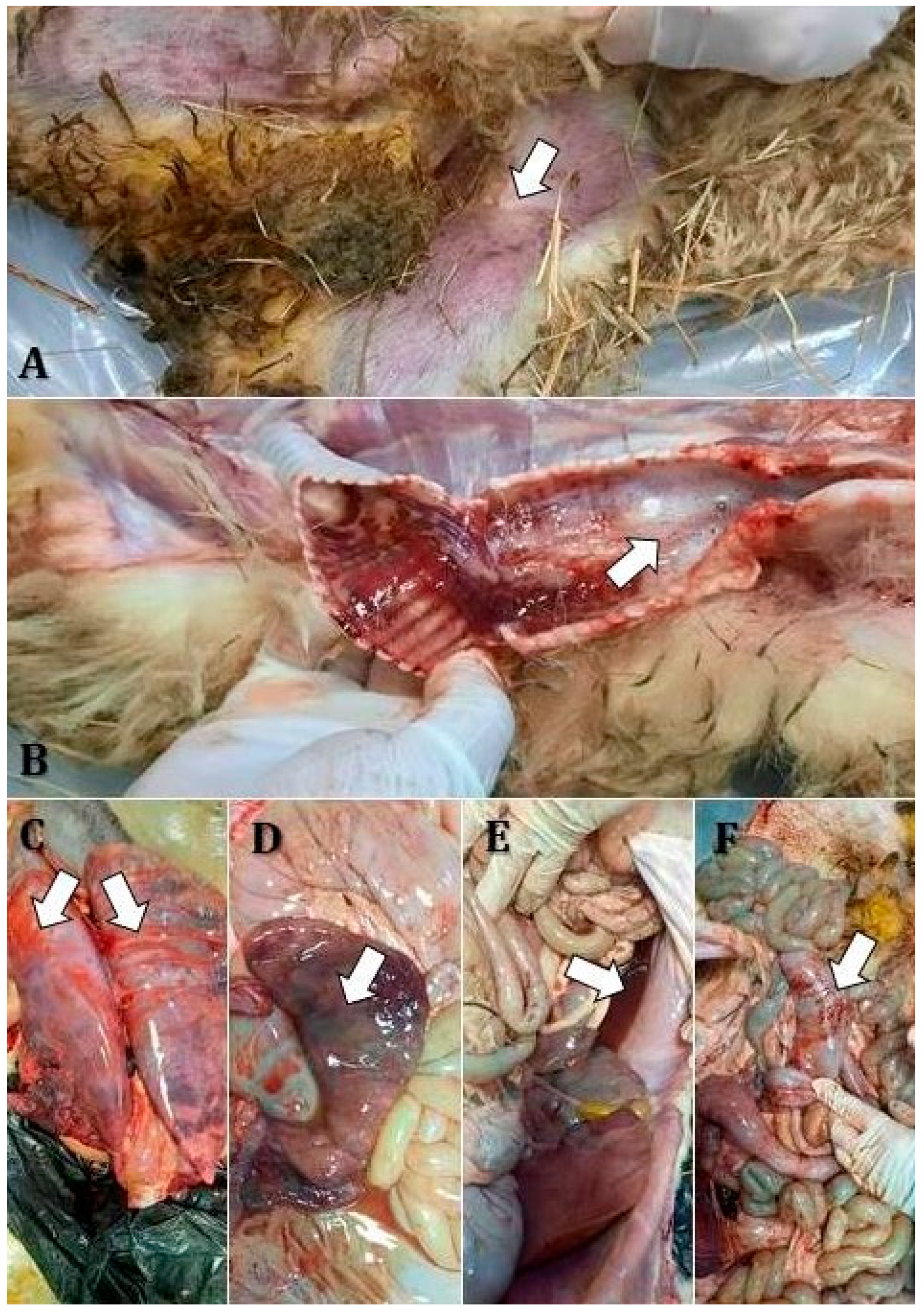 Vetsci 12 00679 g003