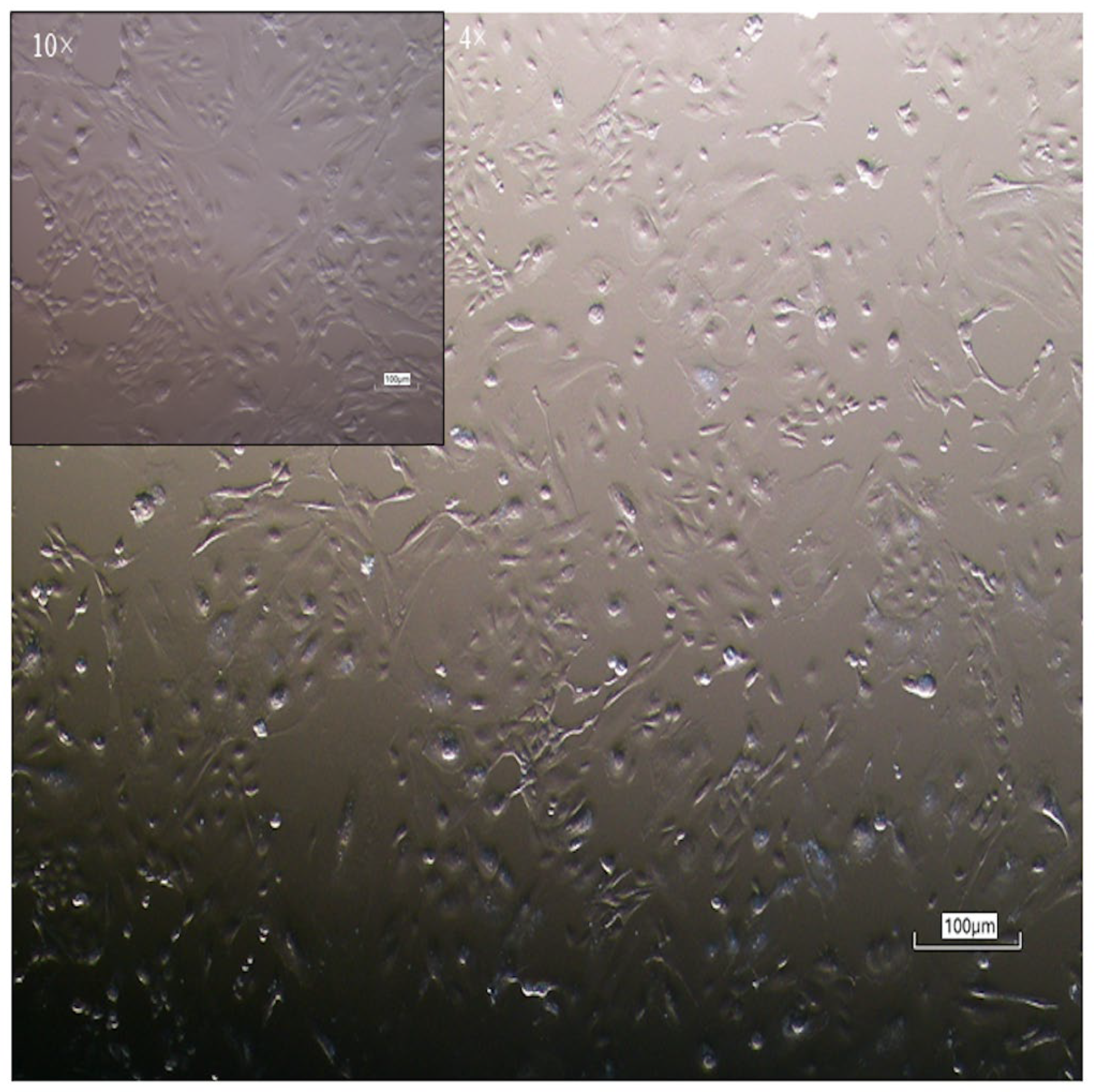 Vetsci 12 00681 g001