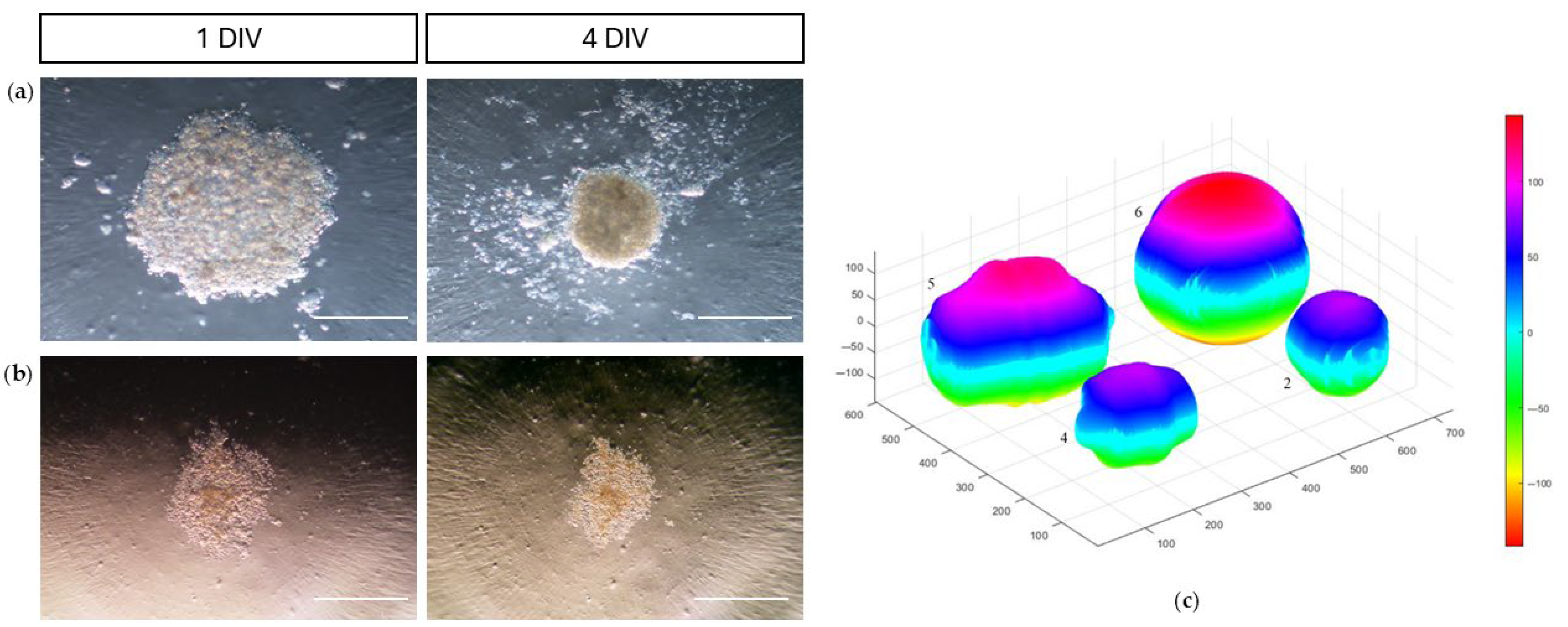 Vetsci 12 00681 g004