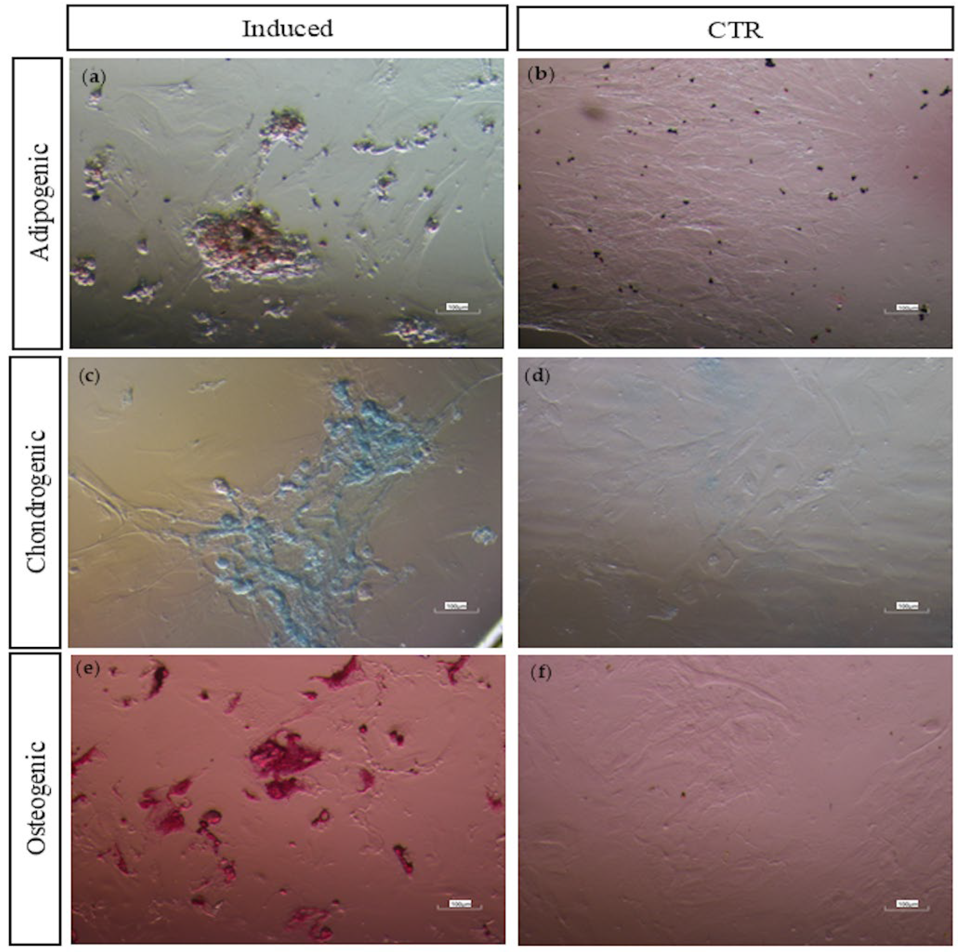 Vetsci 12 00681 g006