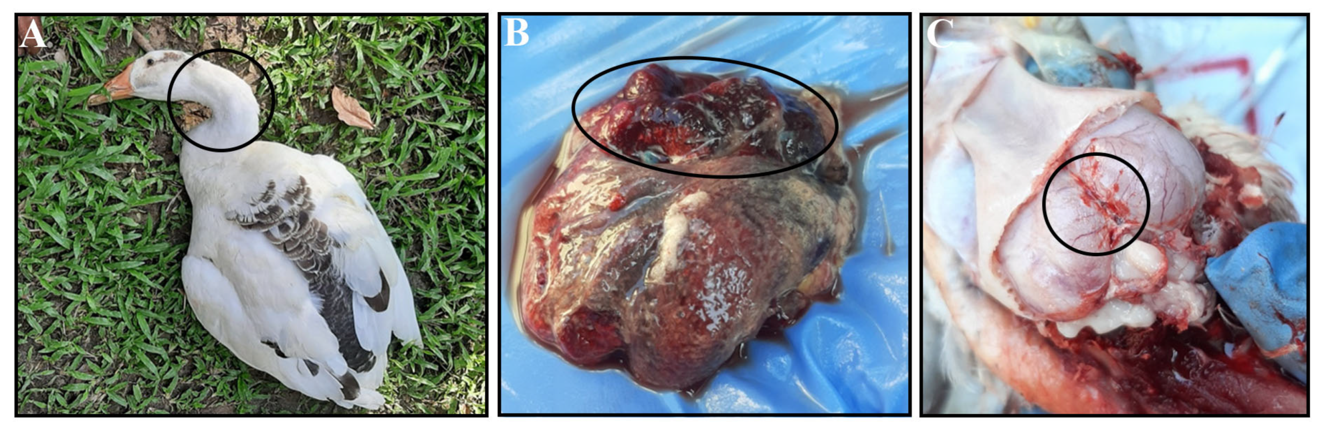 Vetsci 12 00689 g001