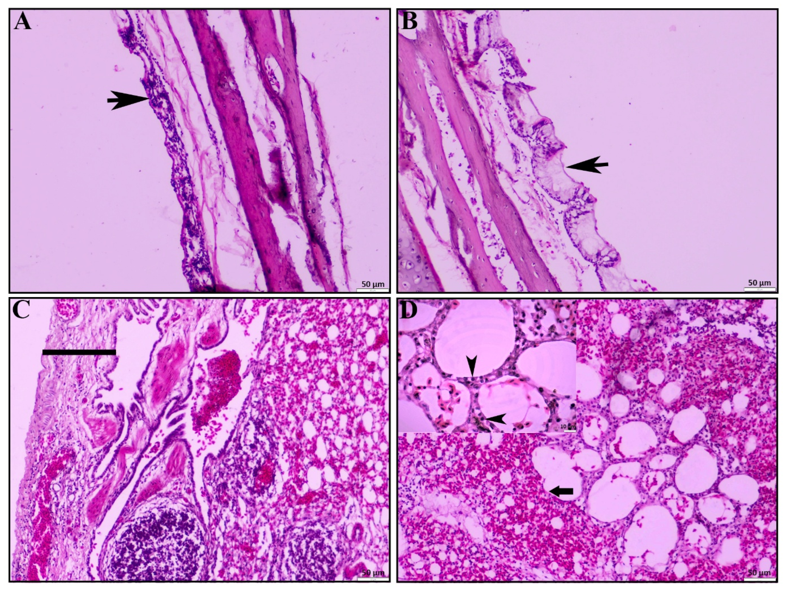 Vetsci 12 00689 g002
