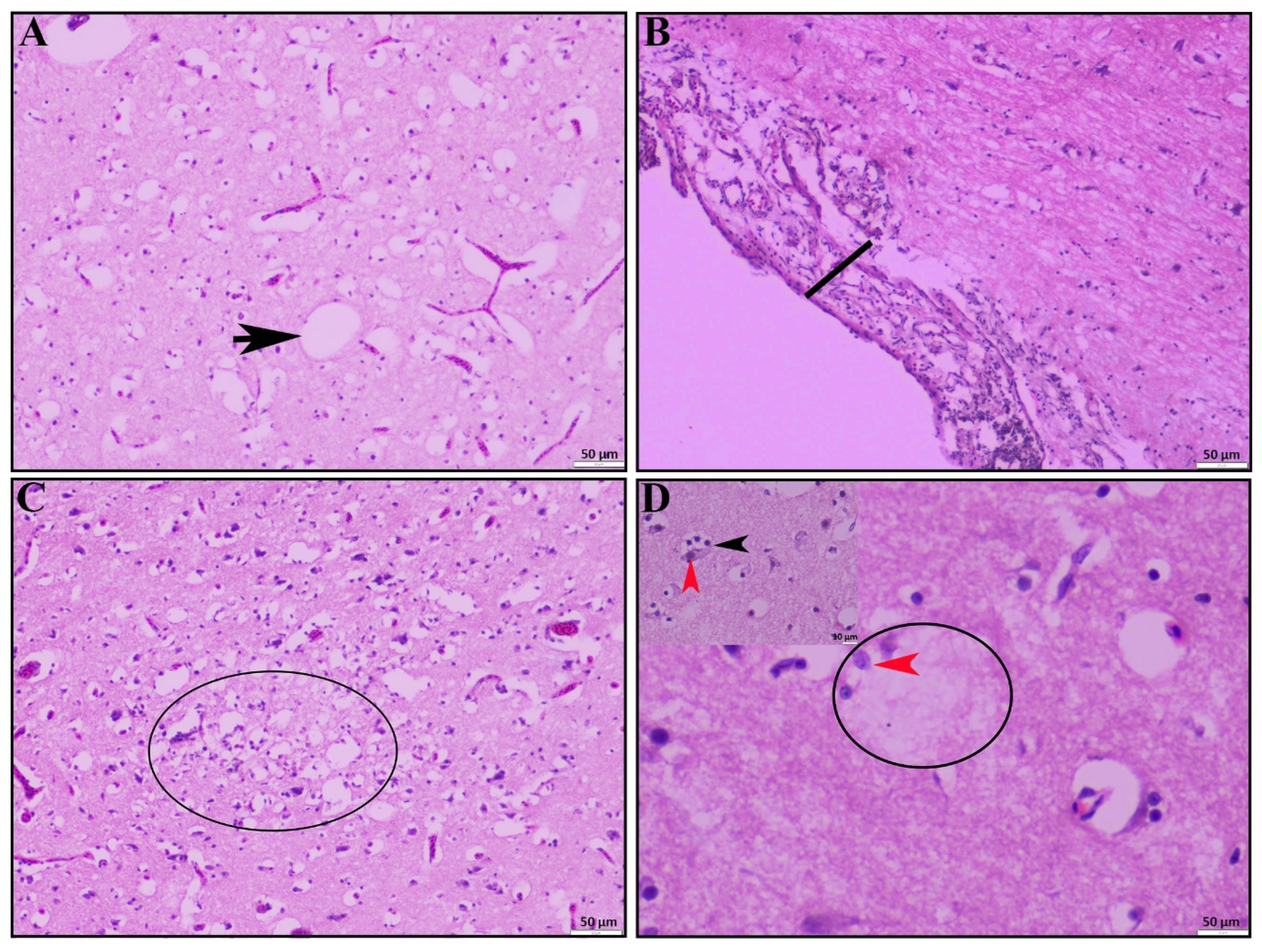 Vetsci 12 00689 g003