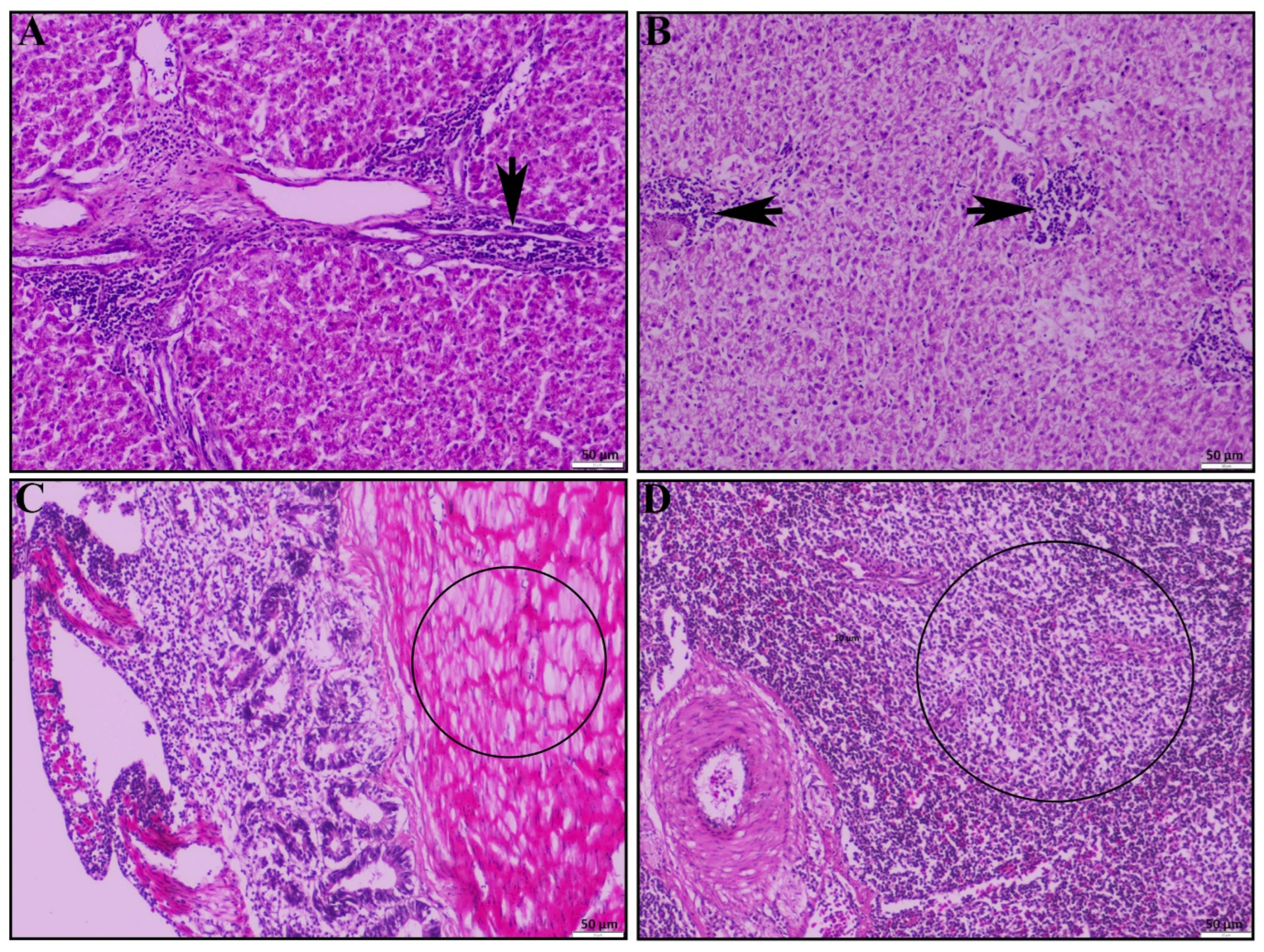 Vetsci 12 00689 g004