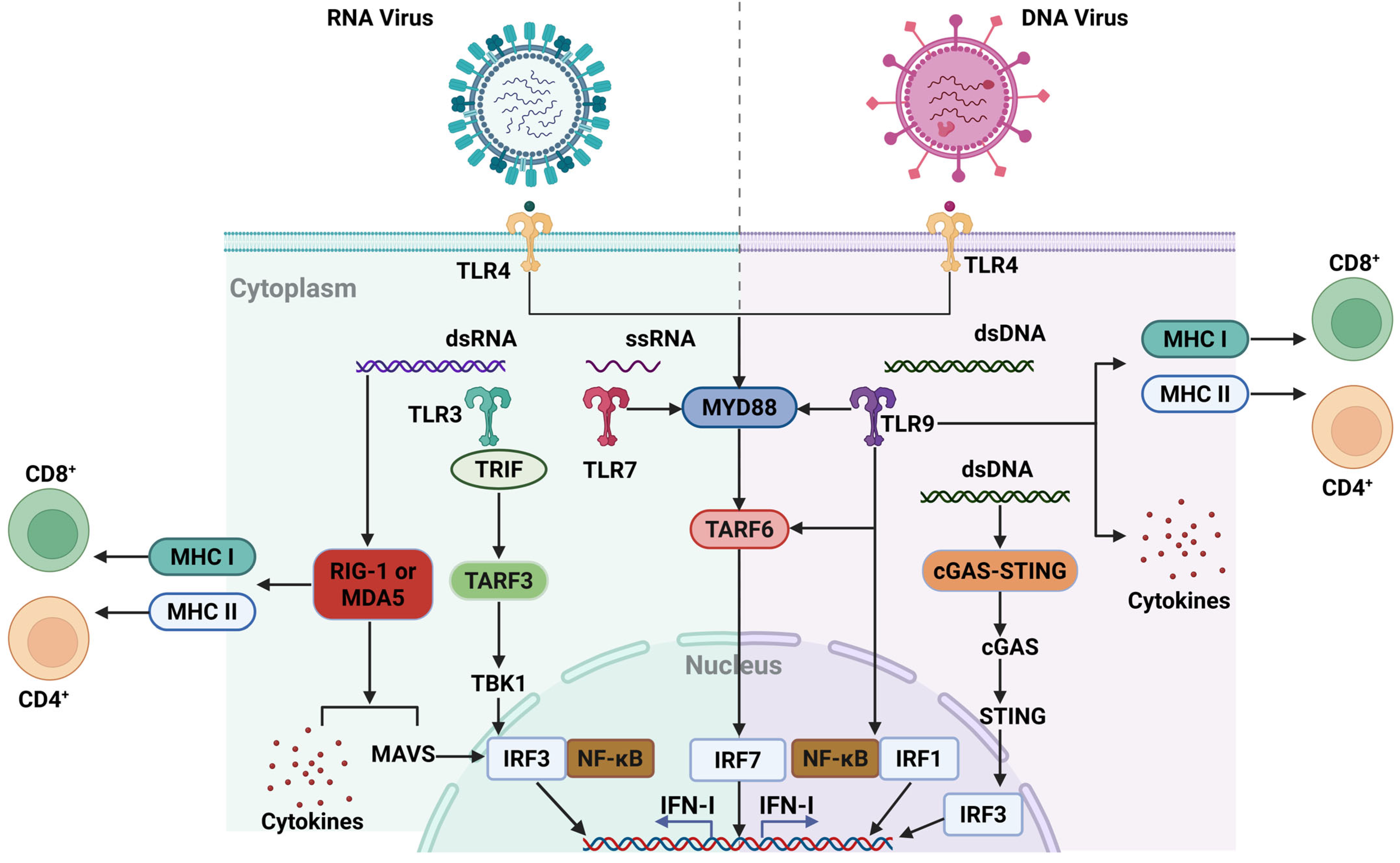 Vetsci 12 00692 g001 Vetsci 12 00692 g001