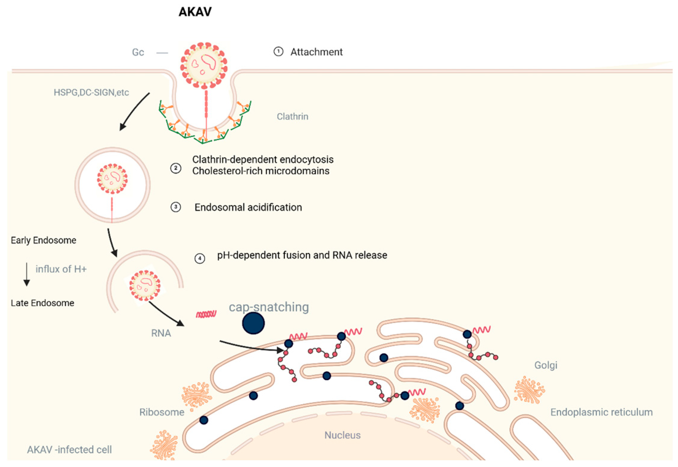 Vetsci 12 00701 g003