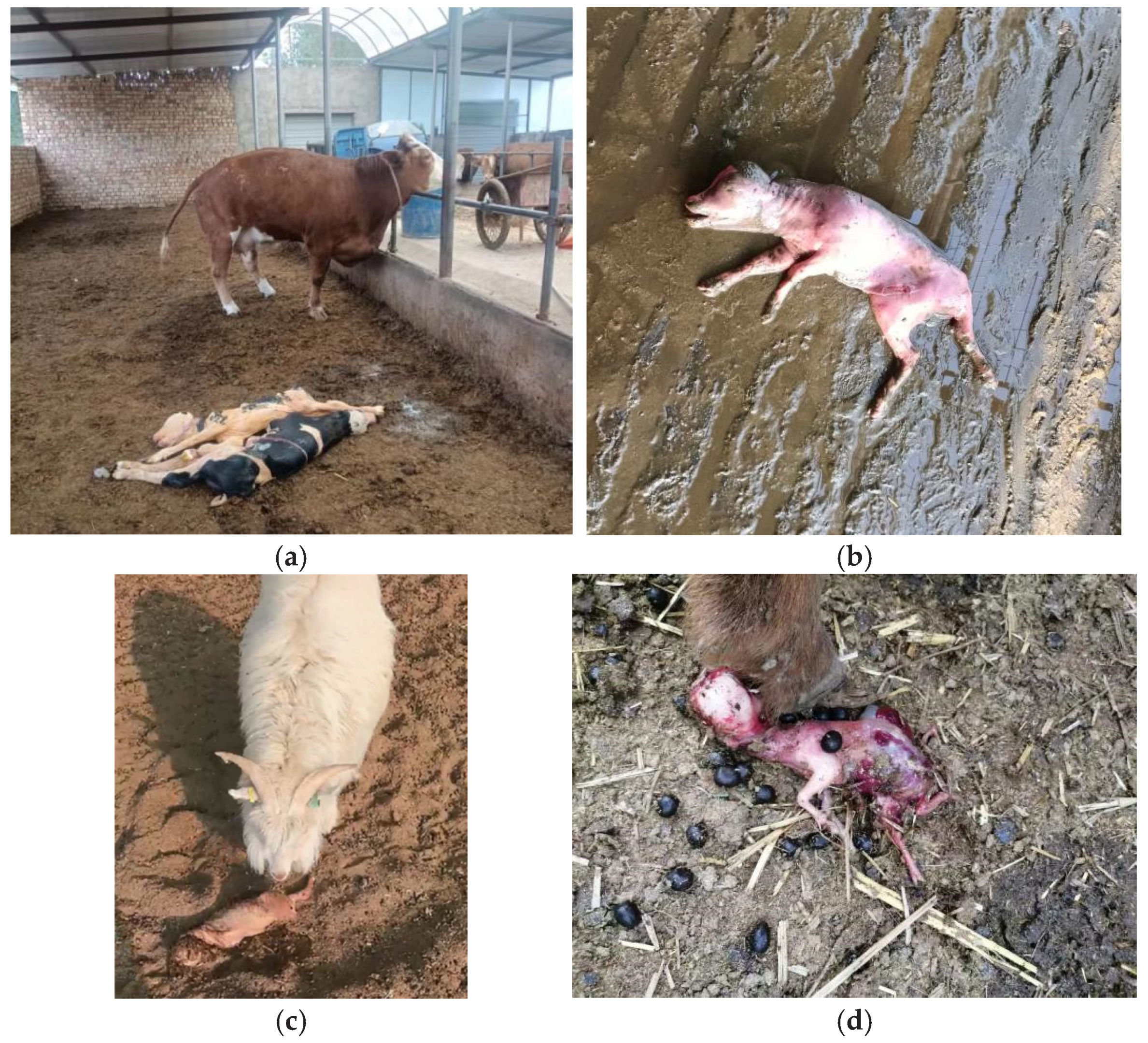 Vetsci 12 00702 g001