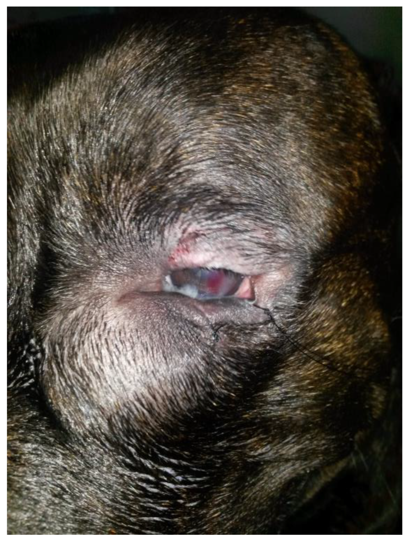 Vetsci 12 00705 g002