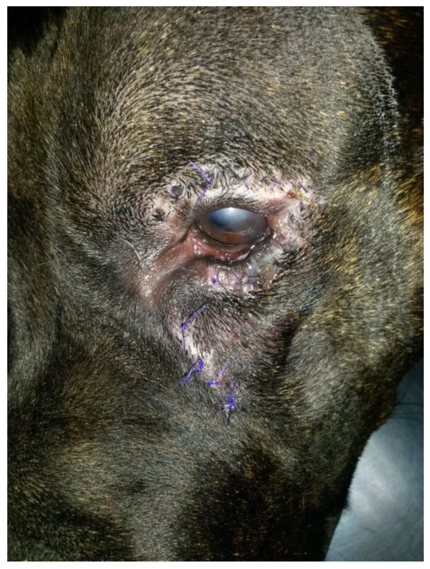 Vetsci 12 00705 g005